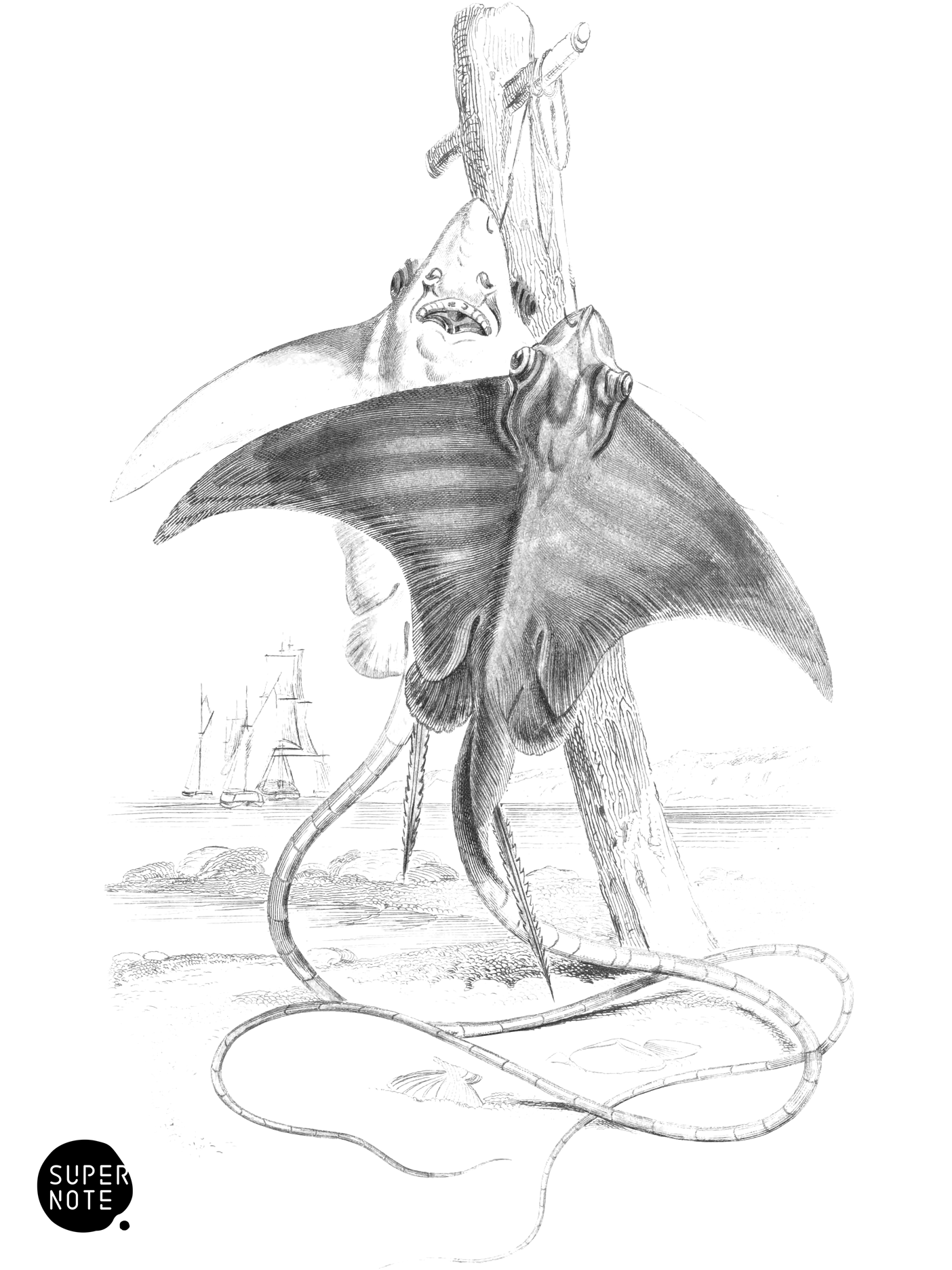 Eagle, or Whip Ray (vol-39 plate-32).png