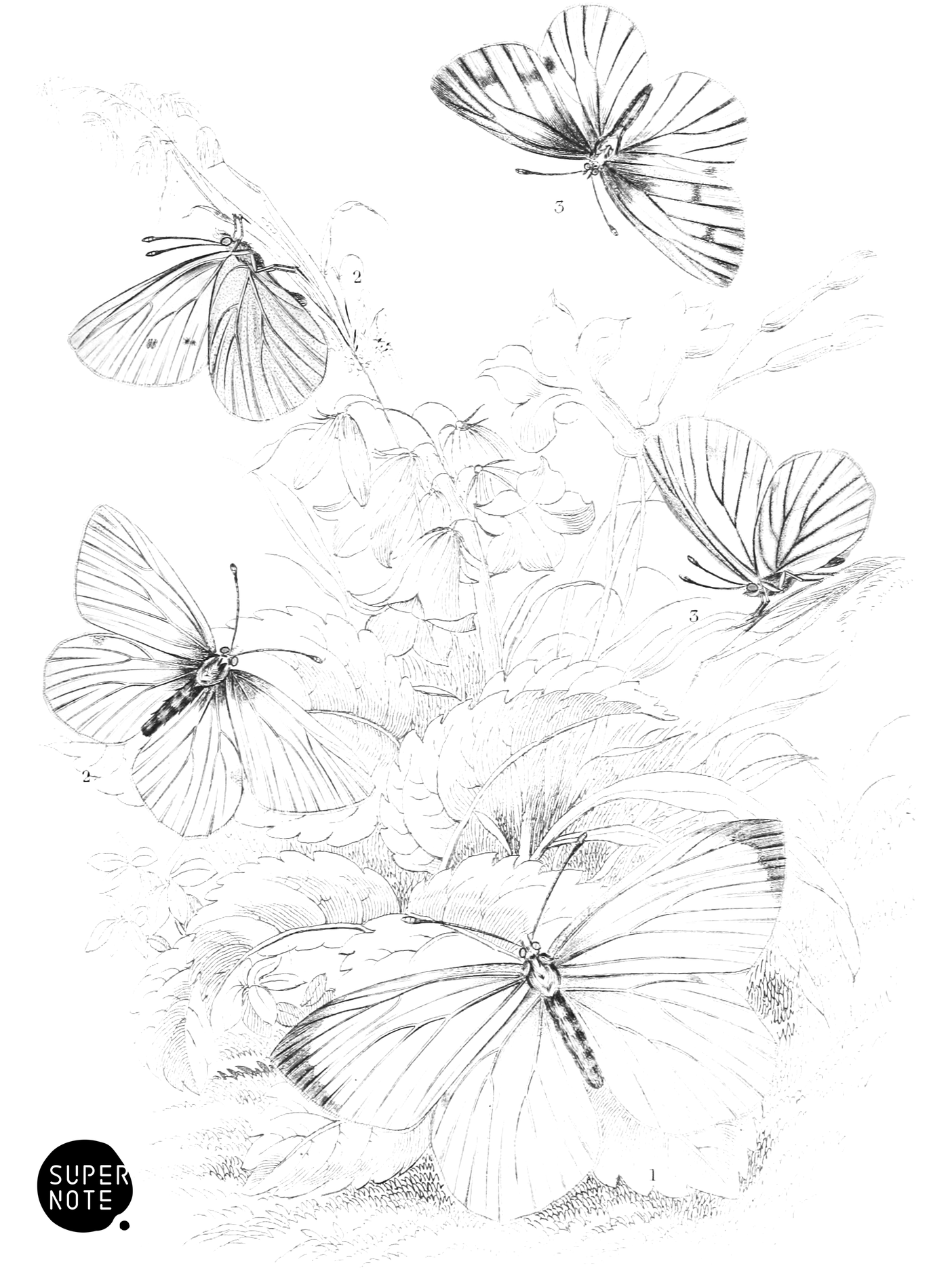 Early White, Howard’s White & Dusky-Veined White Butterflies (vol-10 plate-8).png