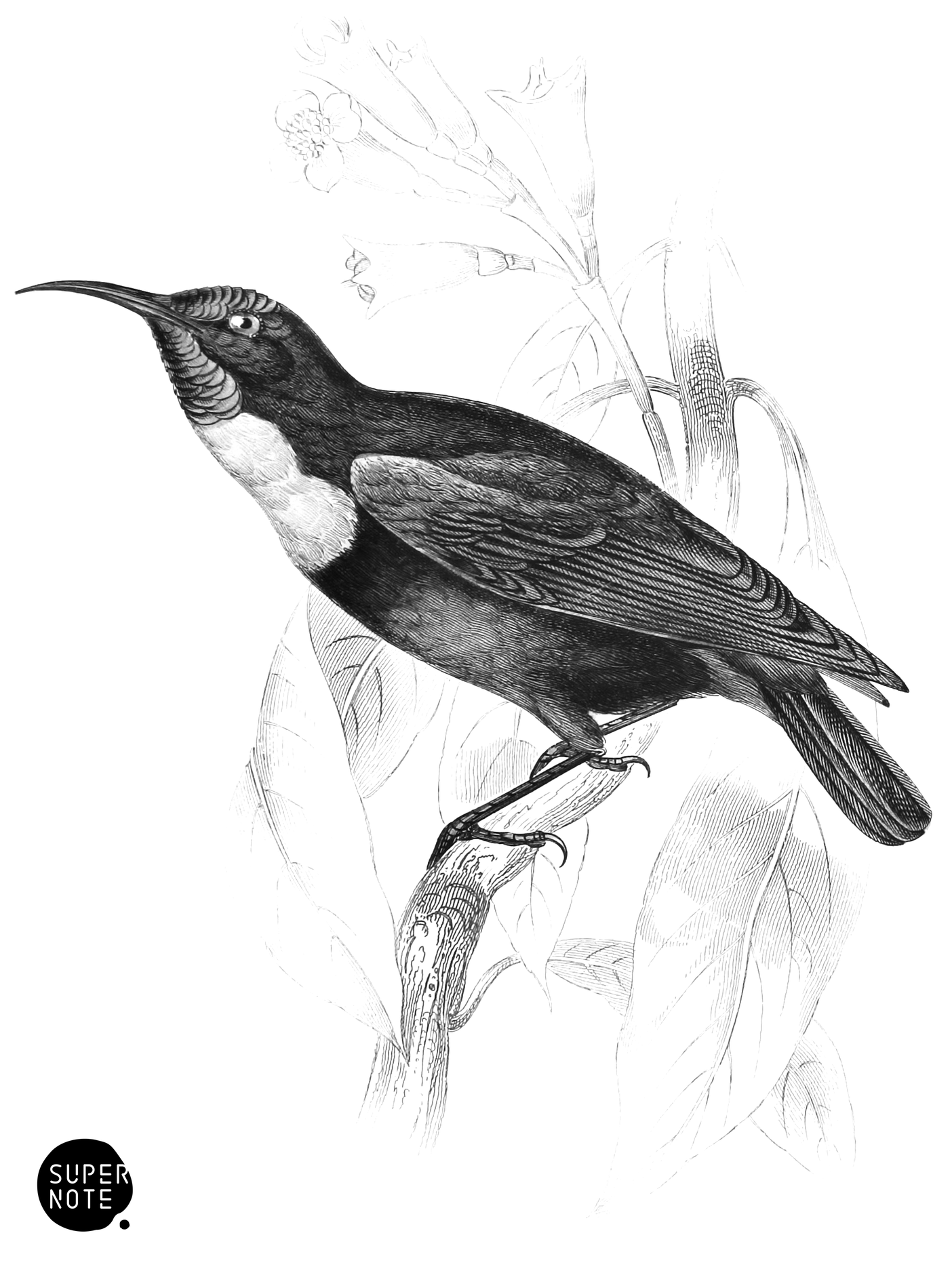 Eboe Sun-Bird (vol-36 plate-30).png