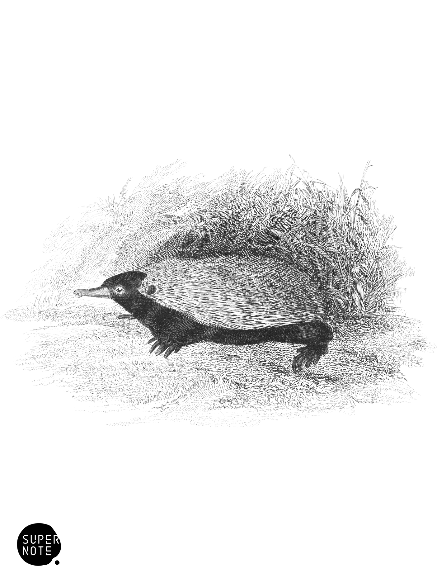 Echidna (vol-30 plate-33).png