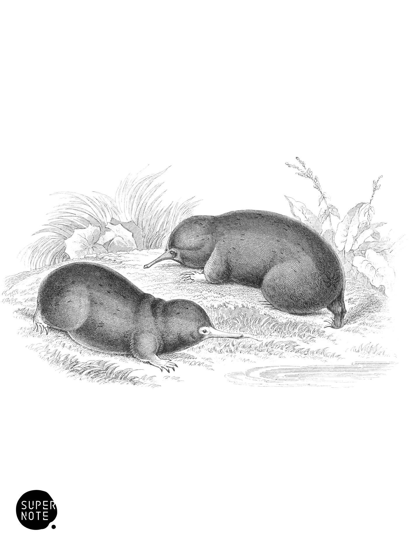 Echidna setosa (vol-35 plate-30).png