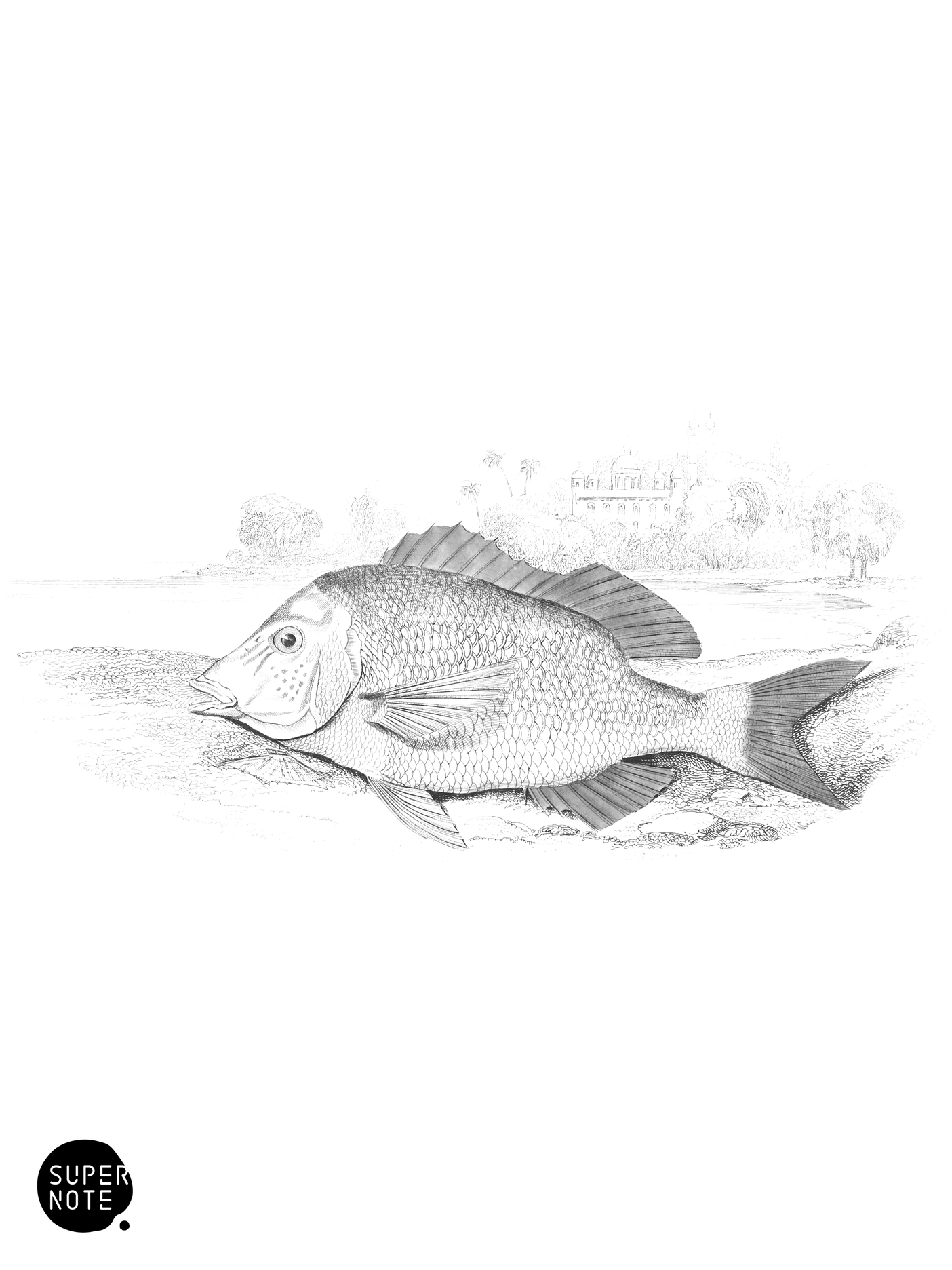 Edible Lethrynus (vol-27 plate-12).png