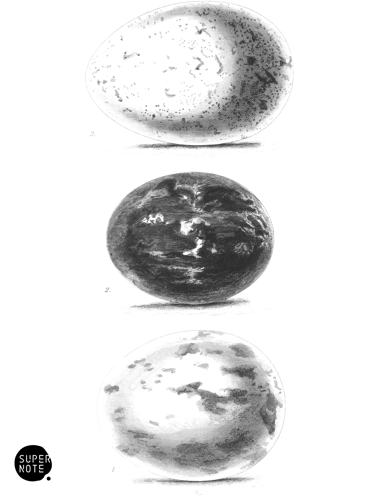 Eggs of Common Buzzard, Honey Buzzard, and Kite (vol-20 plate-16).png