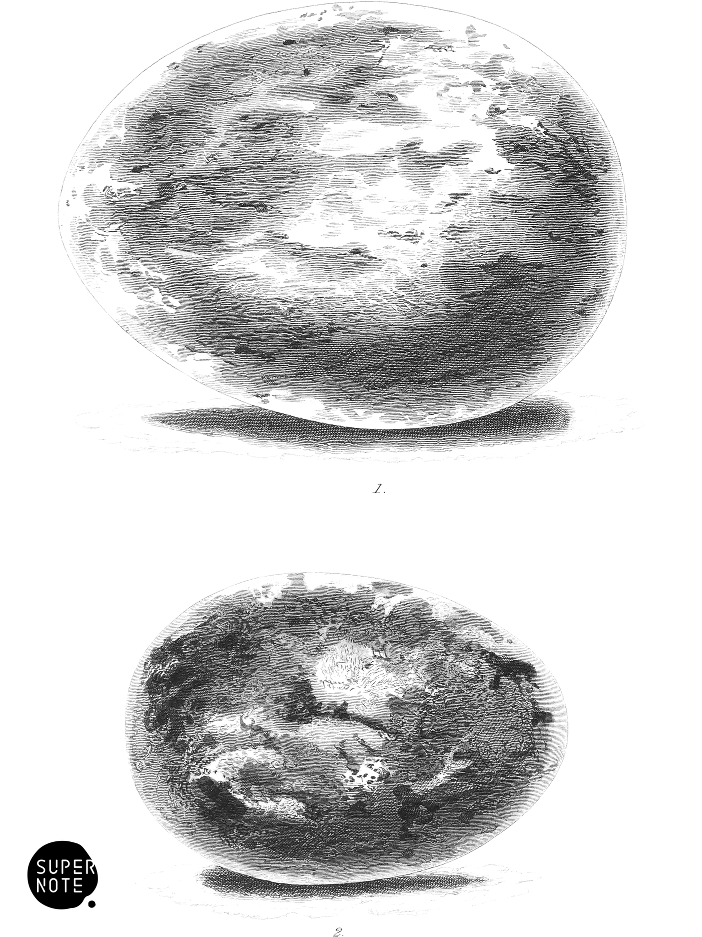 Eggs of Golden Eagle and Osprey (vol-20 plate-11).png