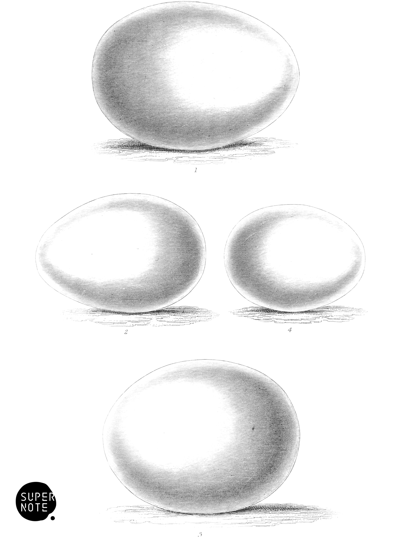 Eggs of Harriers and Owls (vol-20 plate-25).png