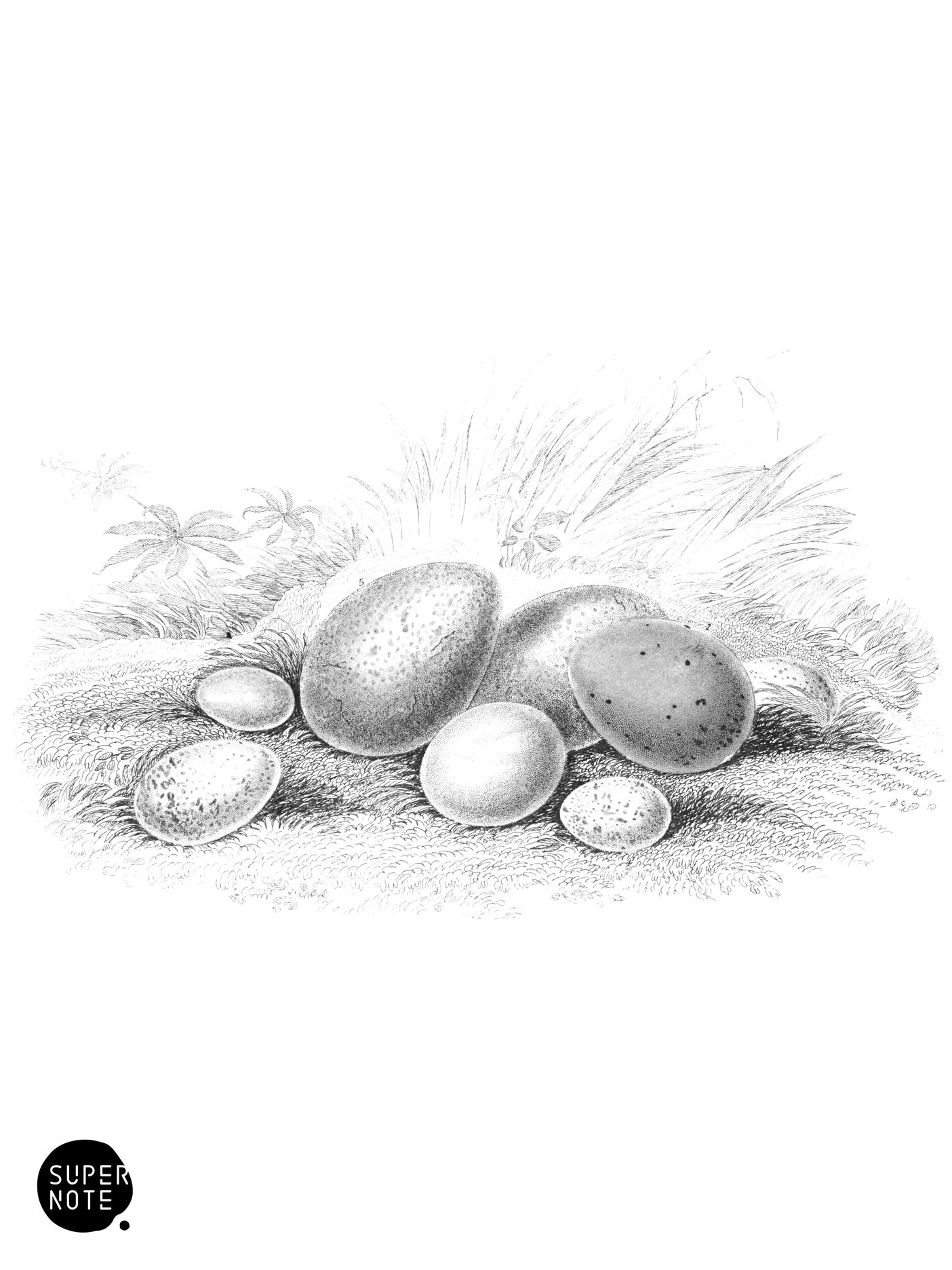 Eggs of Incessores (vol-24 plate-28).png