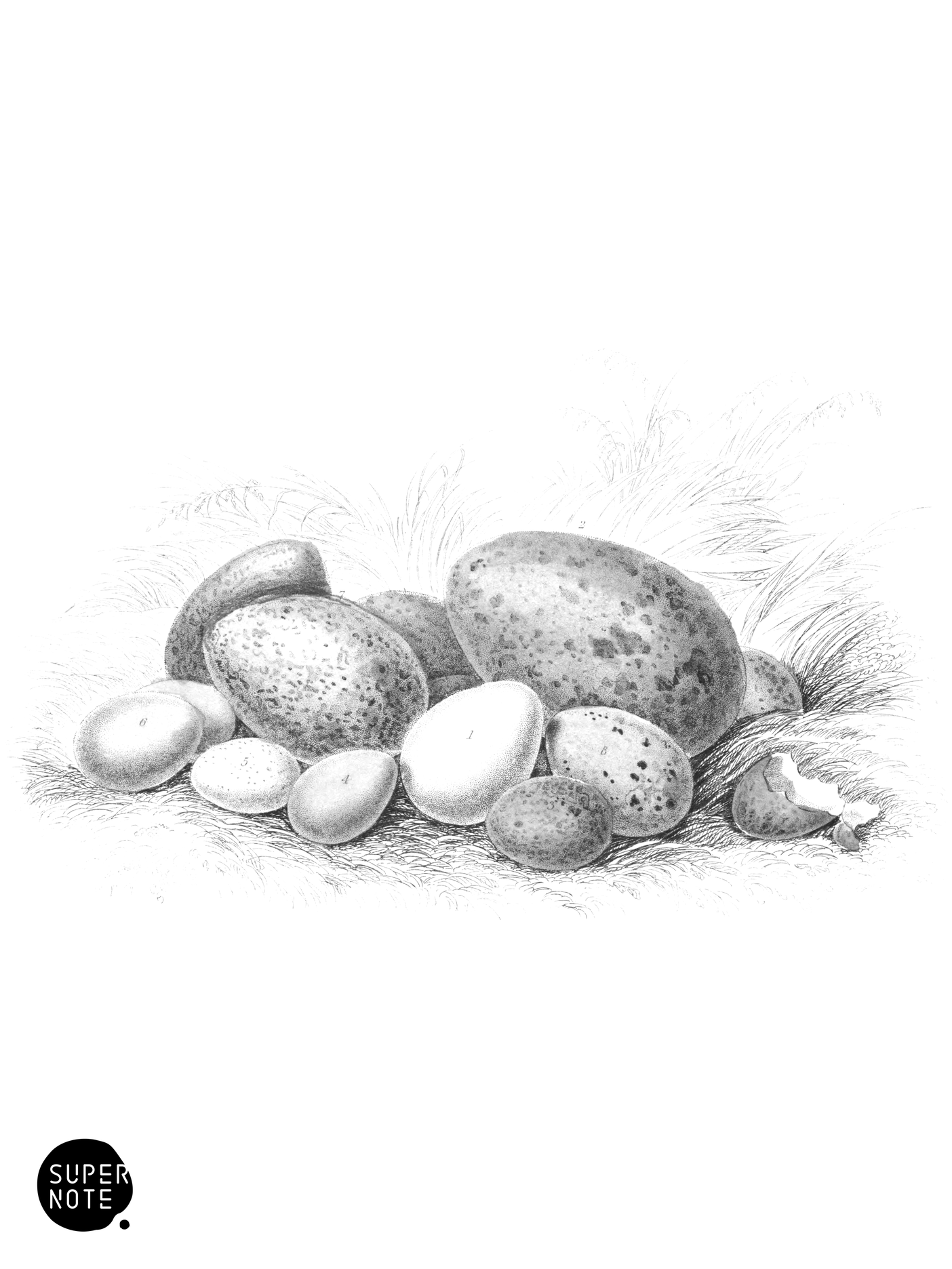 Eggs of Incessores (vol-24 plate-29).png