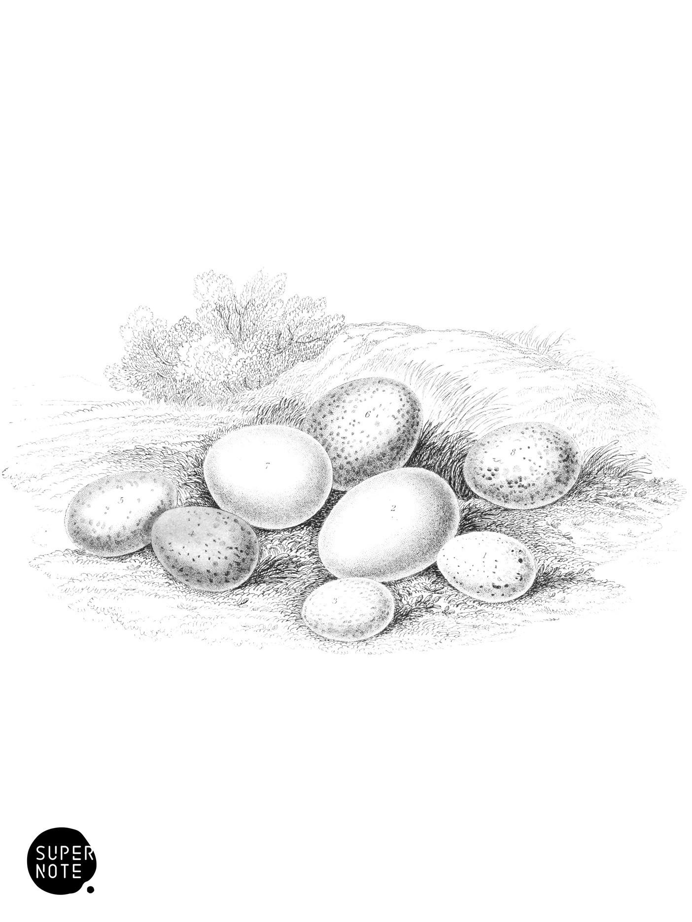 Eggs of Incessores (vol-24 plate-30).png