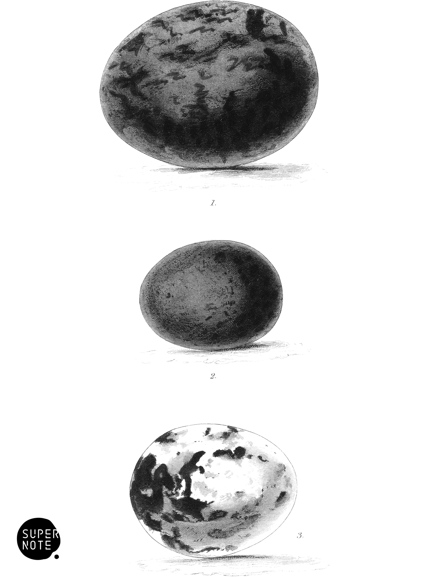 Eggs of Peregrine Falcon and Merlin (vol-20 plate-2).png