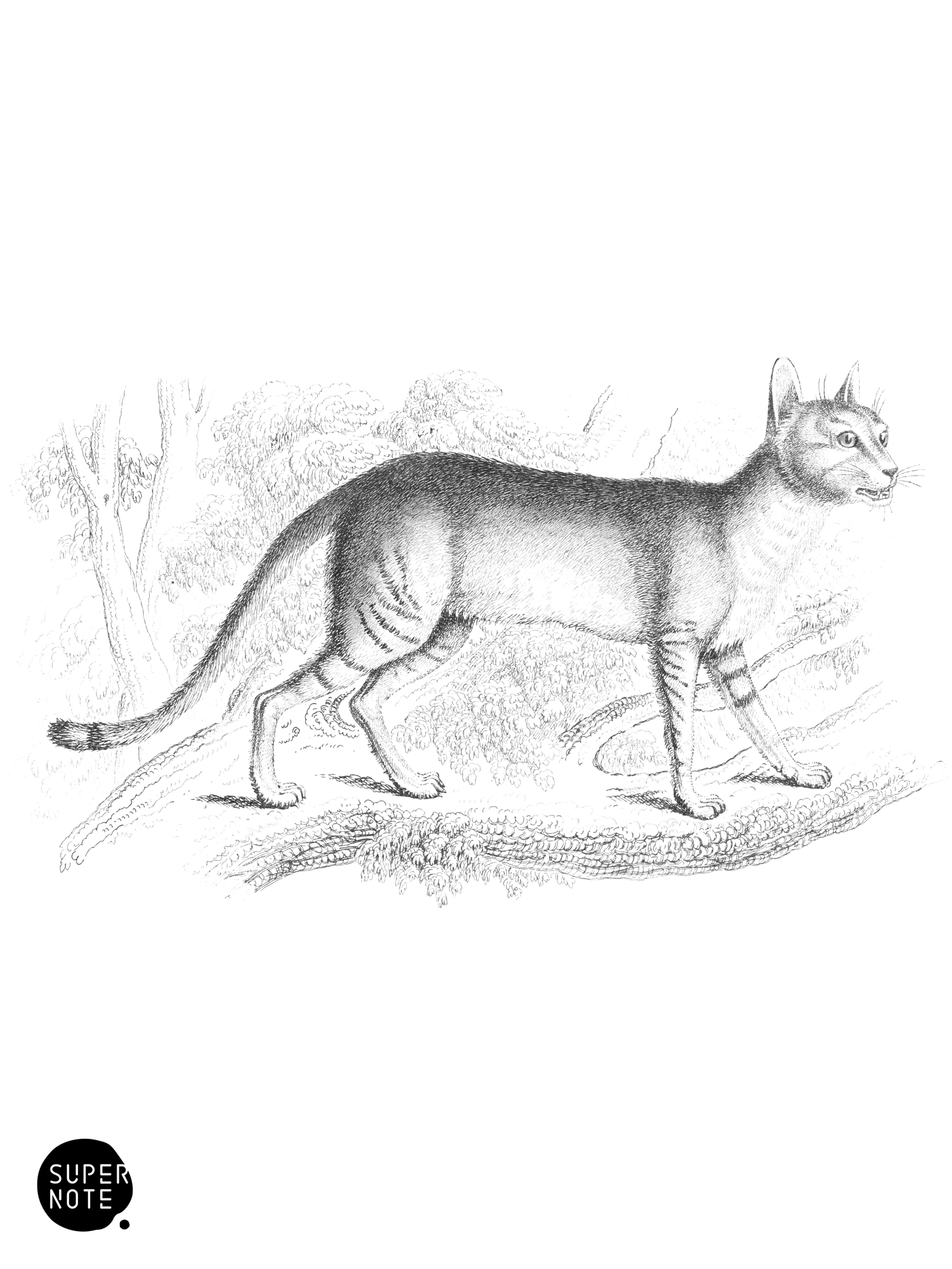 Egyptian Cat (vol-04 plate-27).png