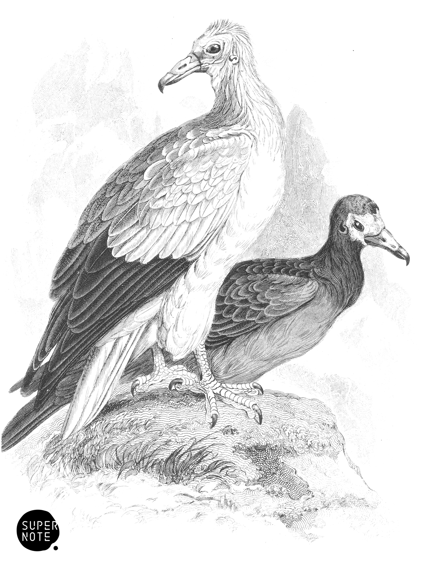 Egyptian Neophron (vol-20 plate-1).png
