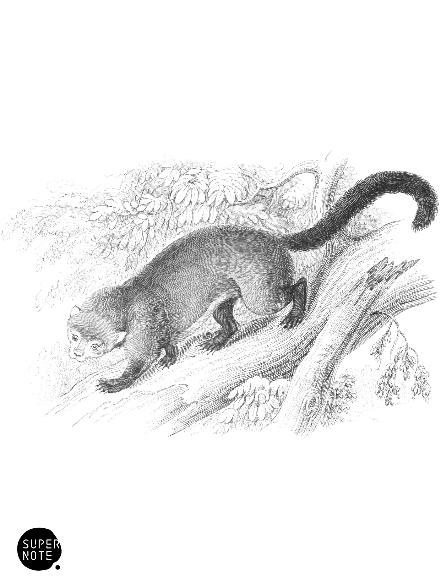 Eira furriginea (vol-35 plate-16).png