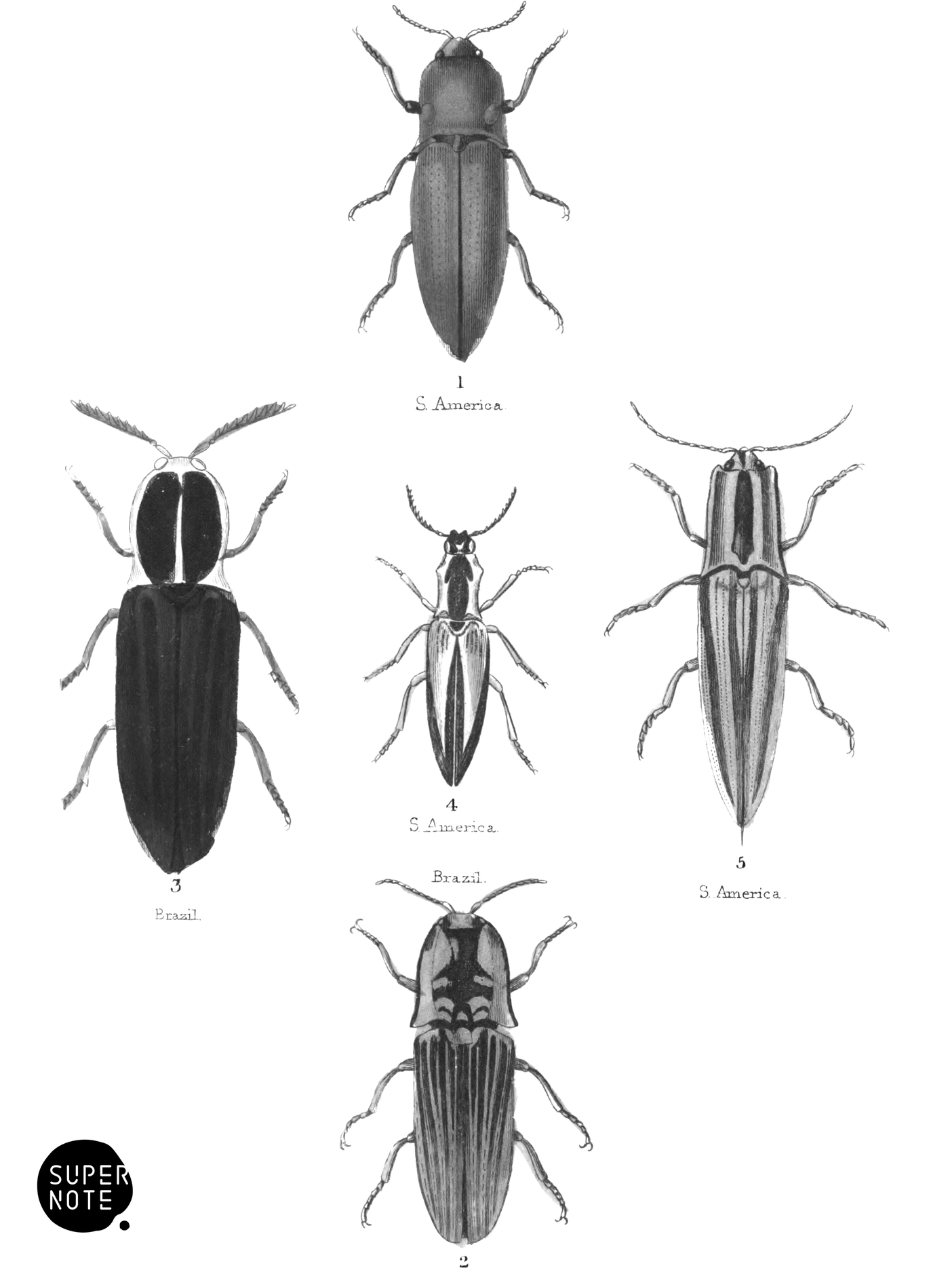 Elater (vol-08 plate-7).png