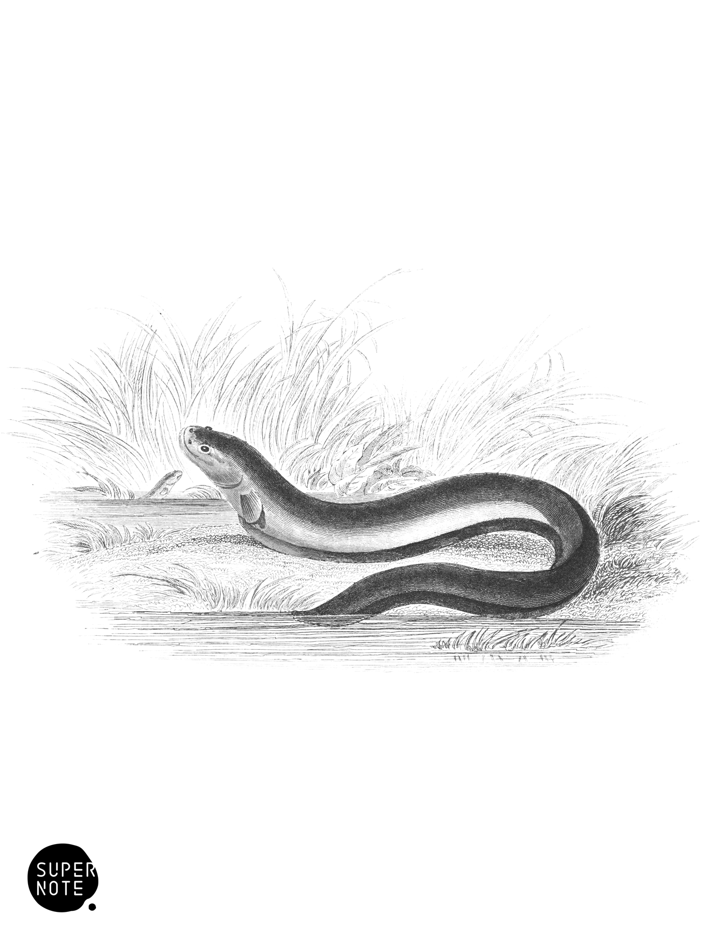 Electric Gymnotus (vol-38 plate-18).png