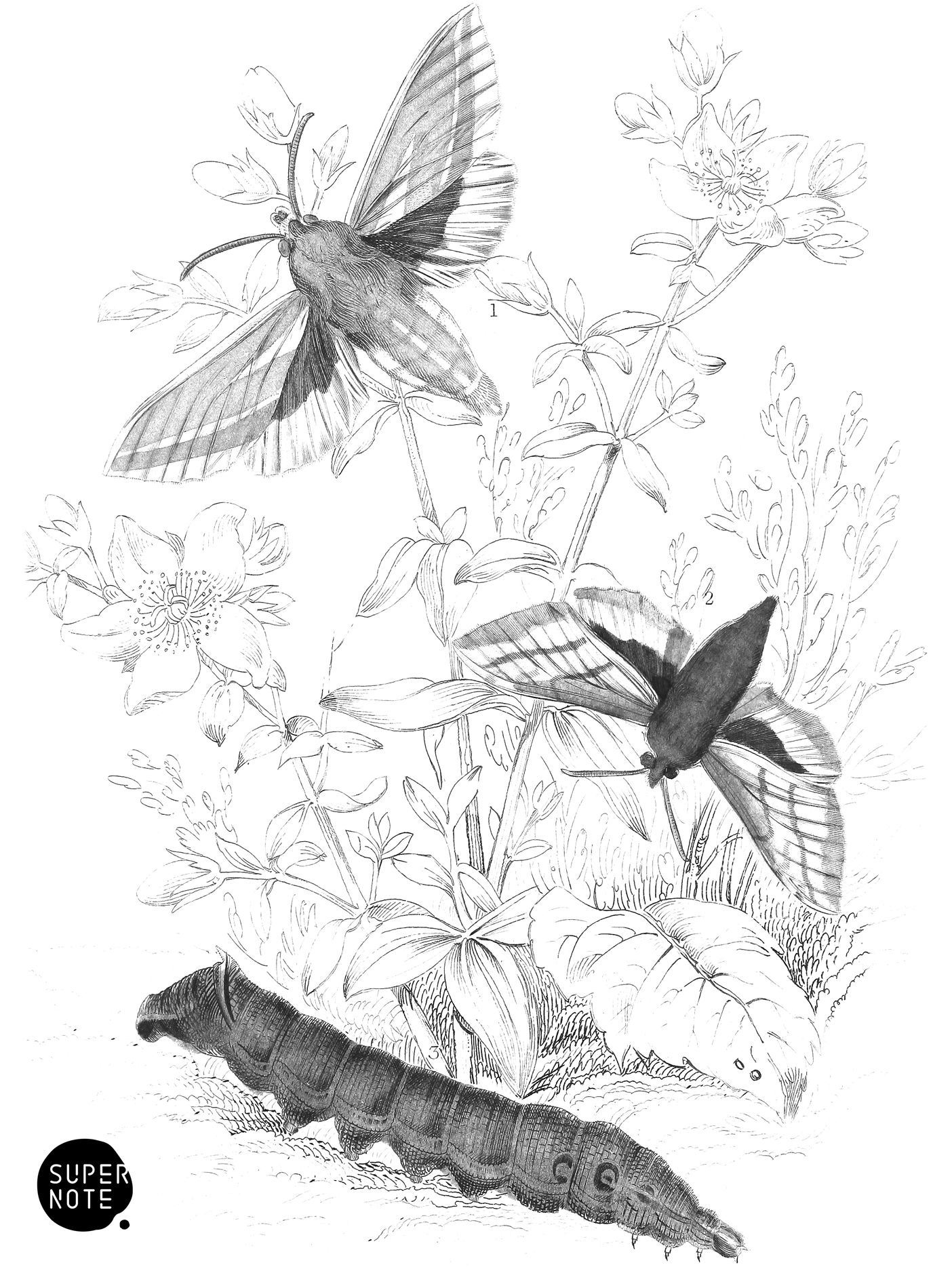 Elephant & Small Hawk-Moth (vol-14 plate-11).png