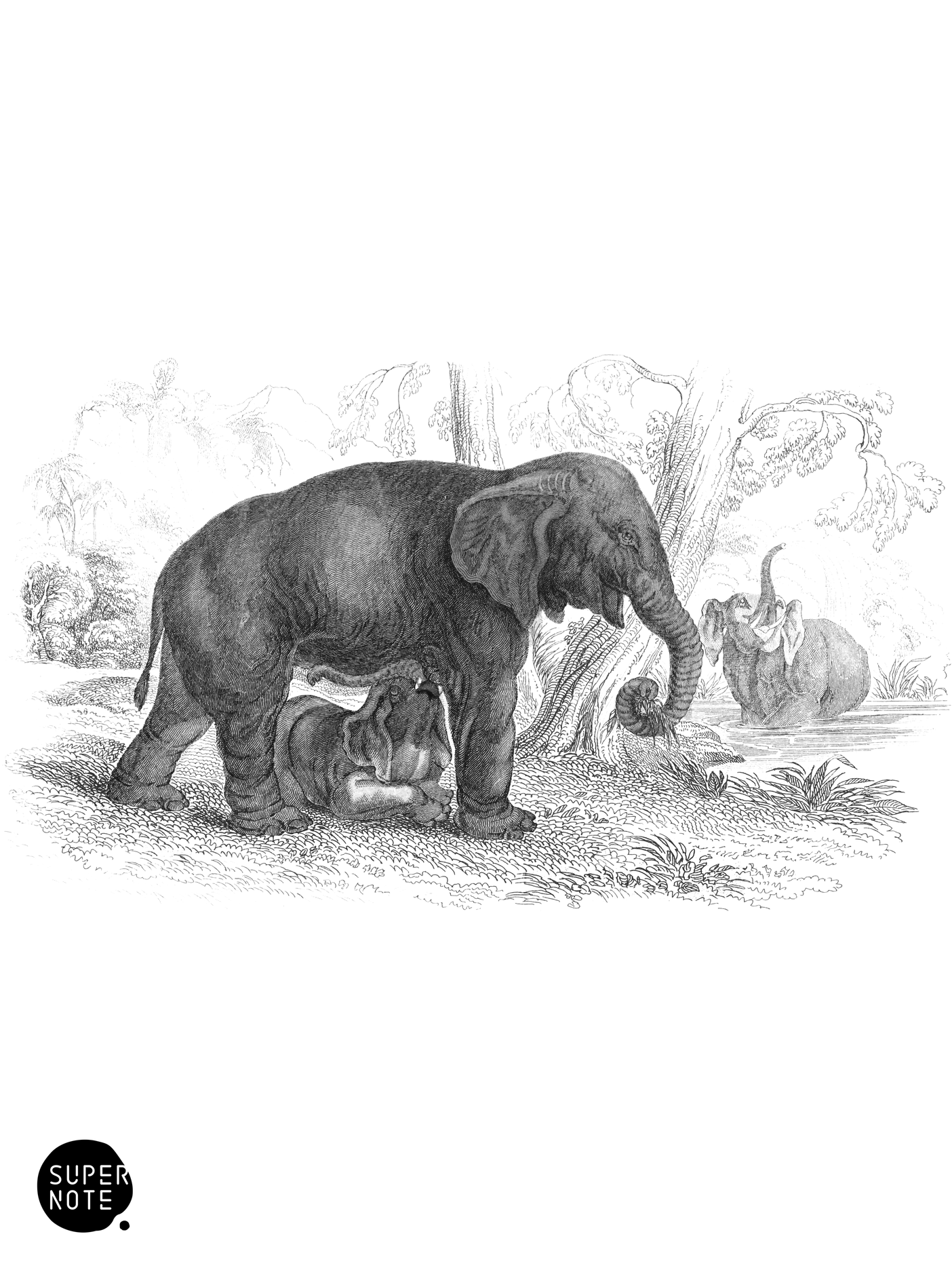 Elephant of Africa (vol-13 plate-4).png