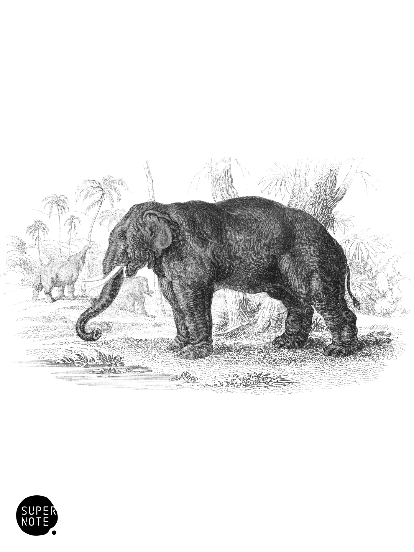 Elephant of India (vol-13 plate-2).png