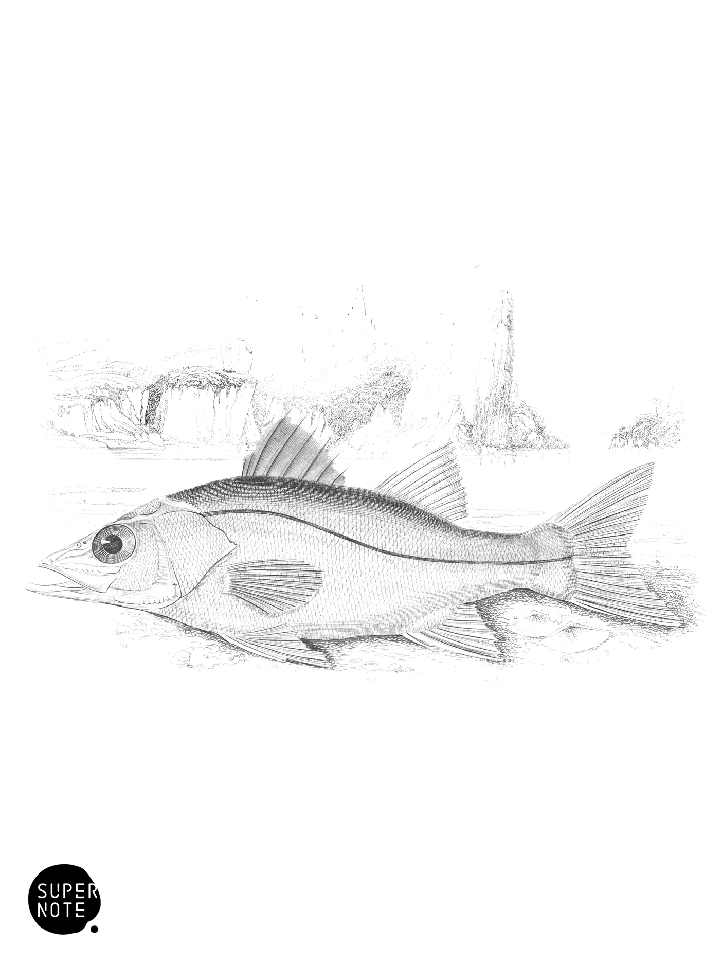 Eleven-Spined Centropome (vol-07 plate-4).png