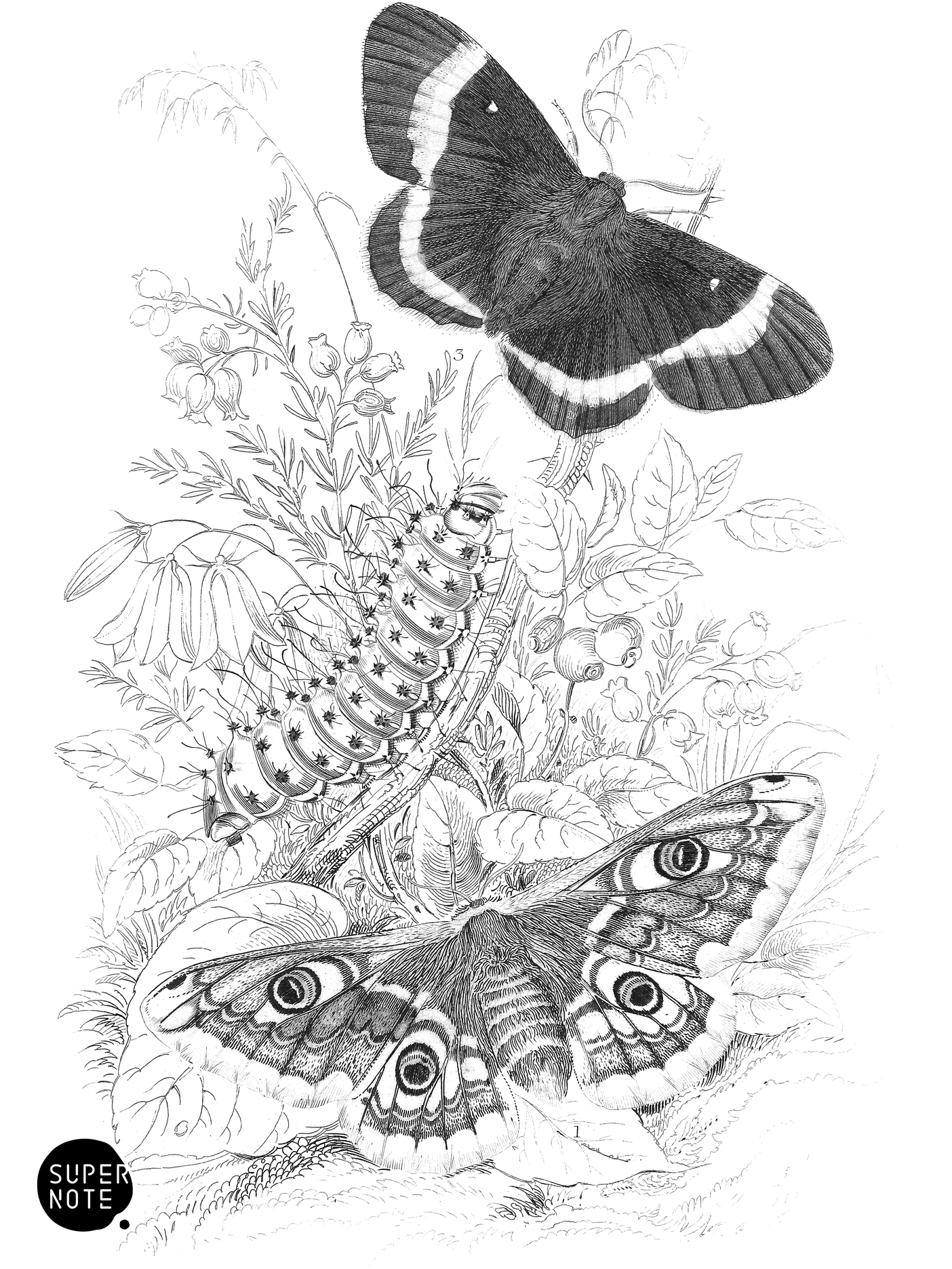 Emperor-Moth & Oak Egger-Moth (vol-14 plate-17).png