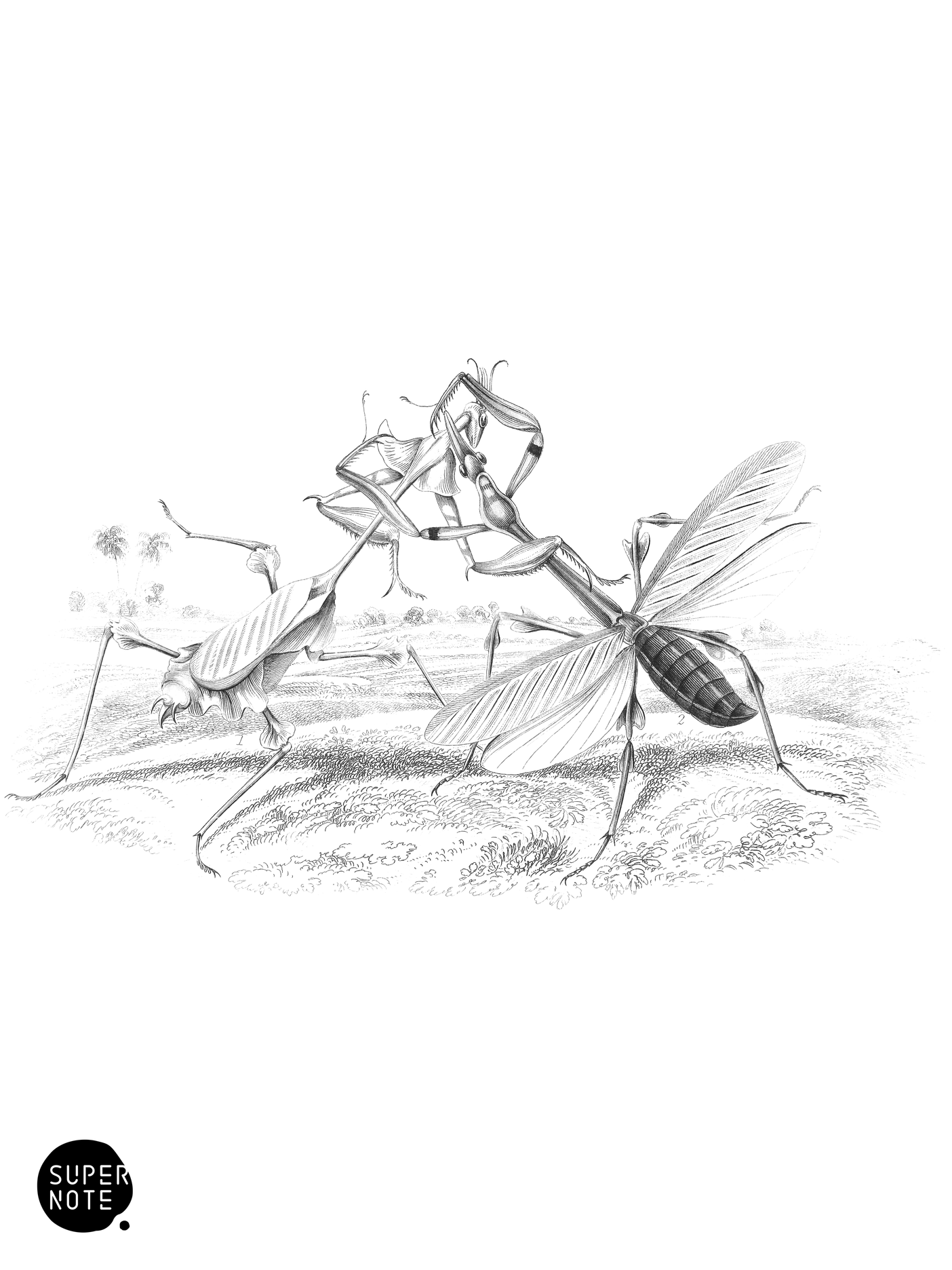 Empusa Gongylodes & E.Lobipes (vol-29 plate-10).png