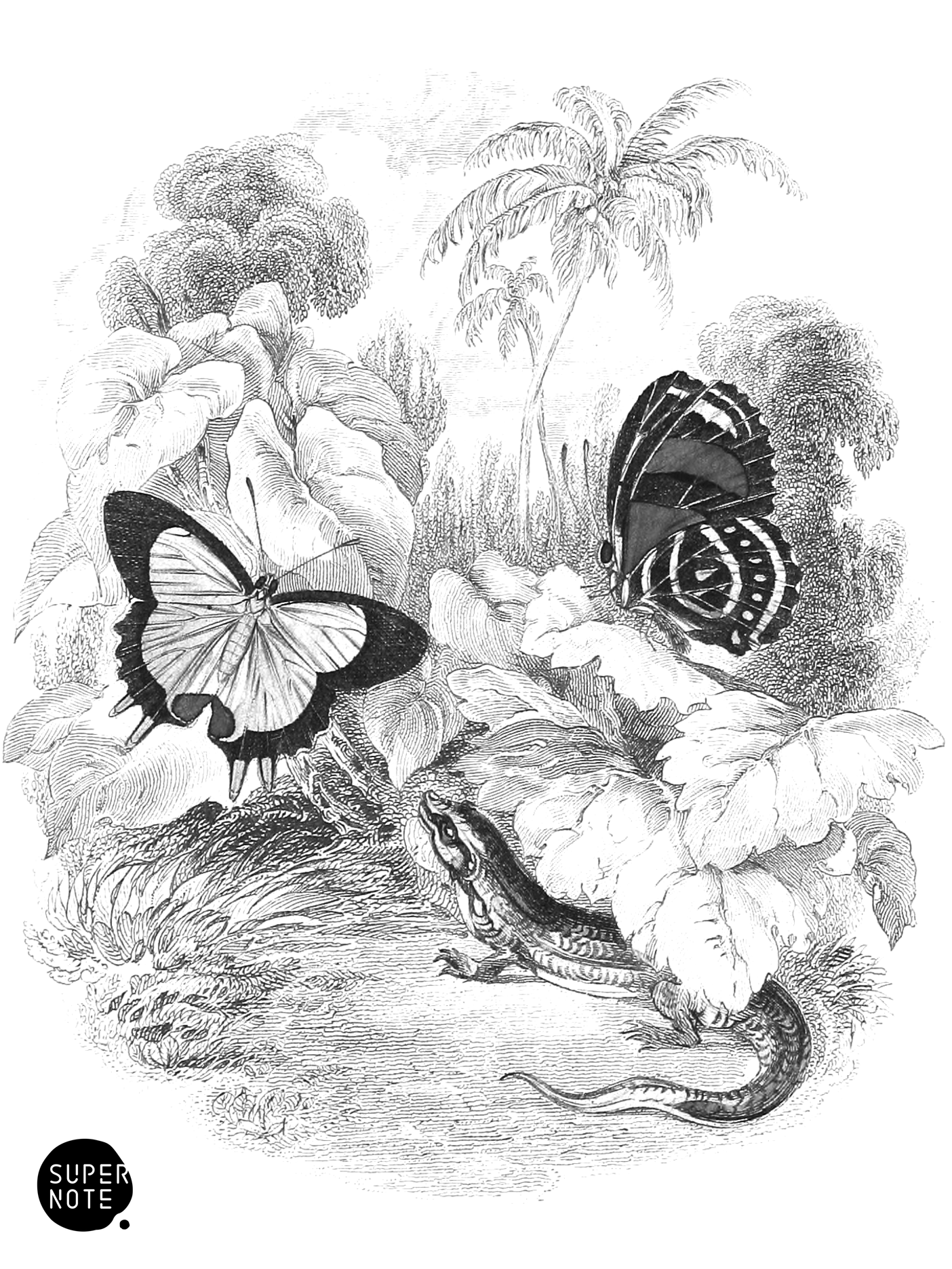Endymion & Condomanus Butterflies (vol-18 vignette).png