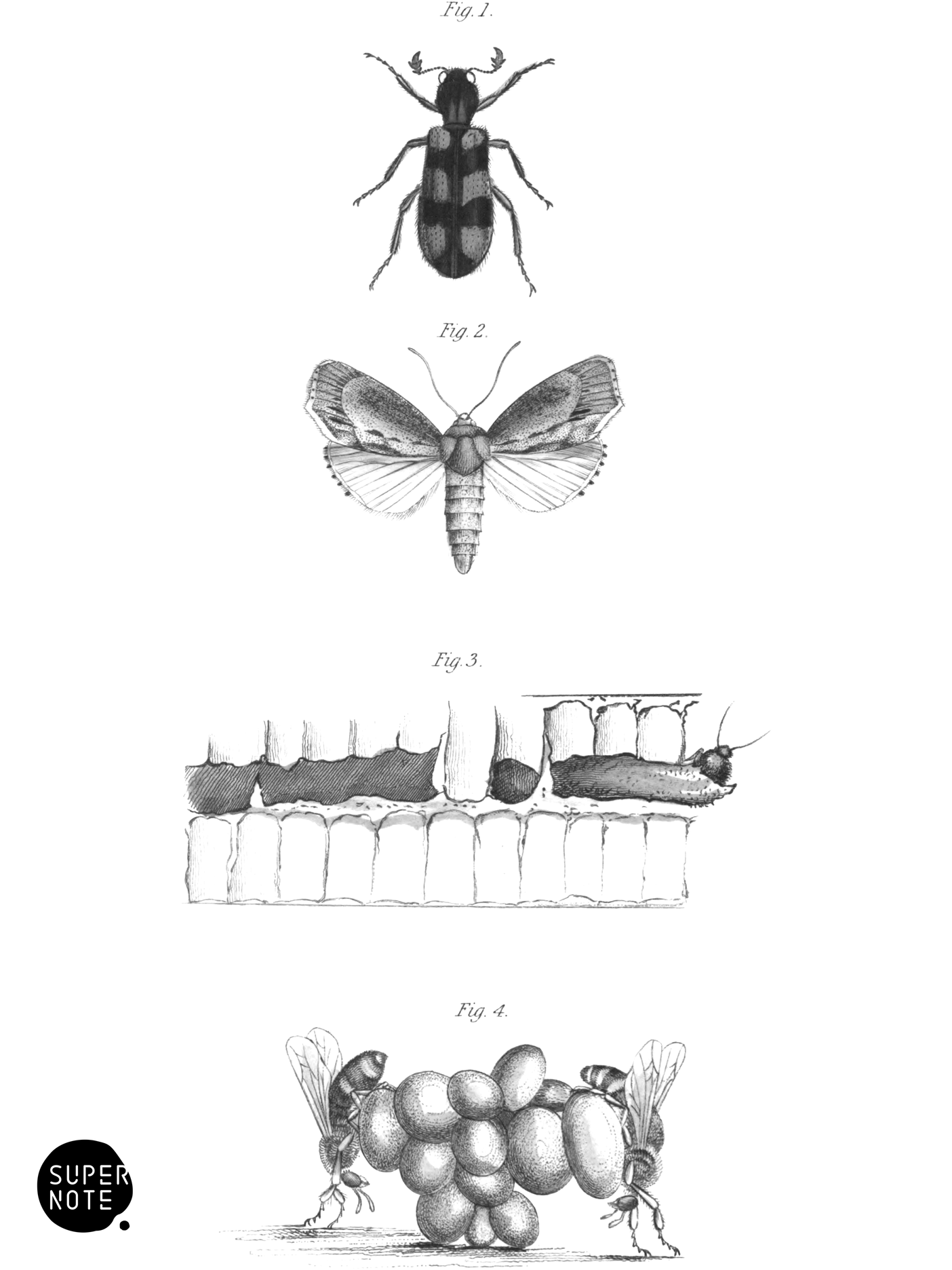 Enemies of Bees (vol-26 plate-8).png