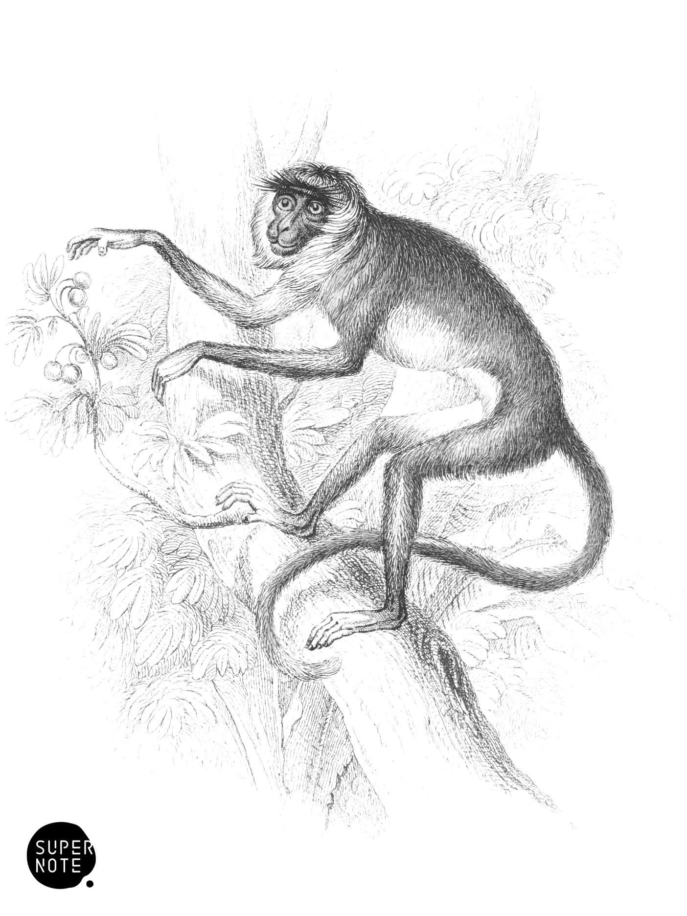 Entellus Monkey (vol-02 plate-9-cw).png