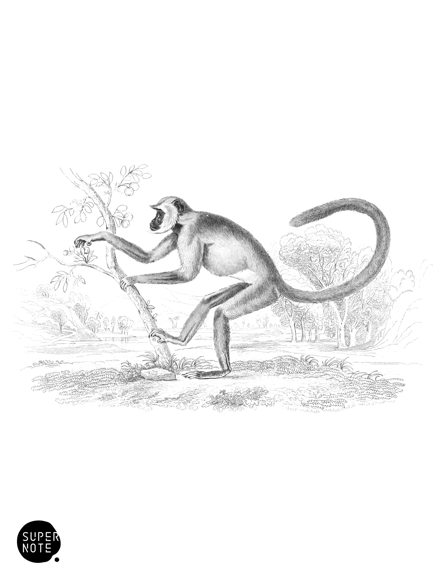 Entellus Monkey (vol-02 plate-9-lizars).png