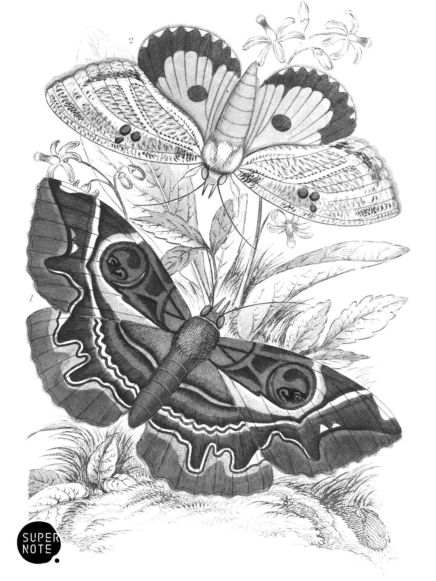 Erebus crepuscularis & Triphæna materna (vol-33 plate-25).png