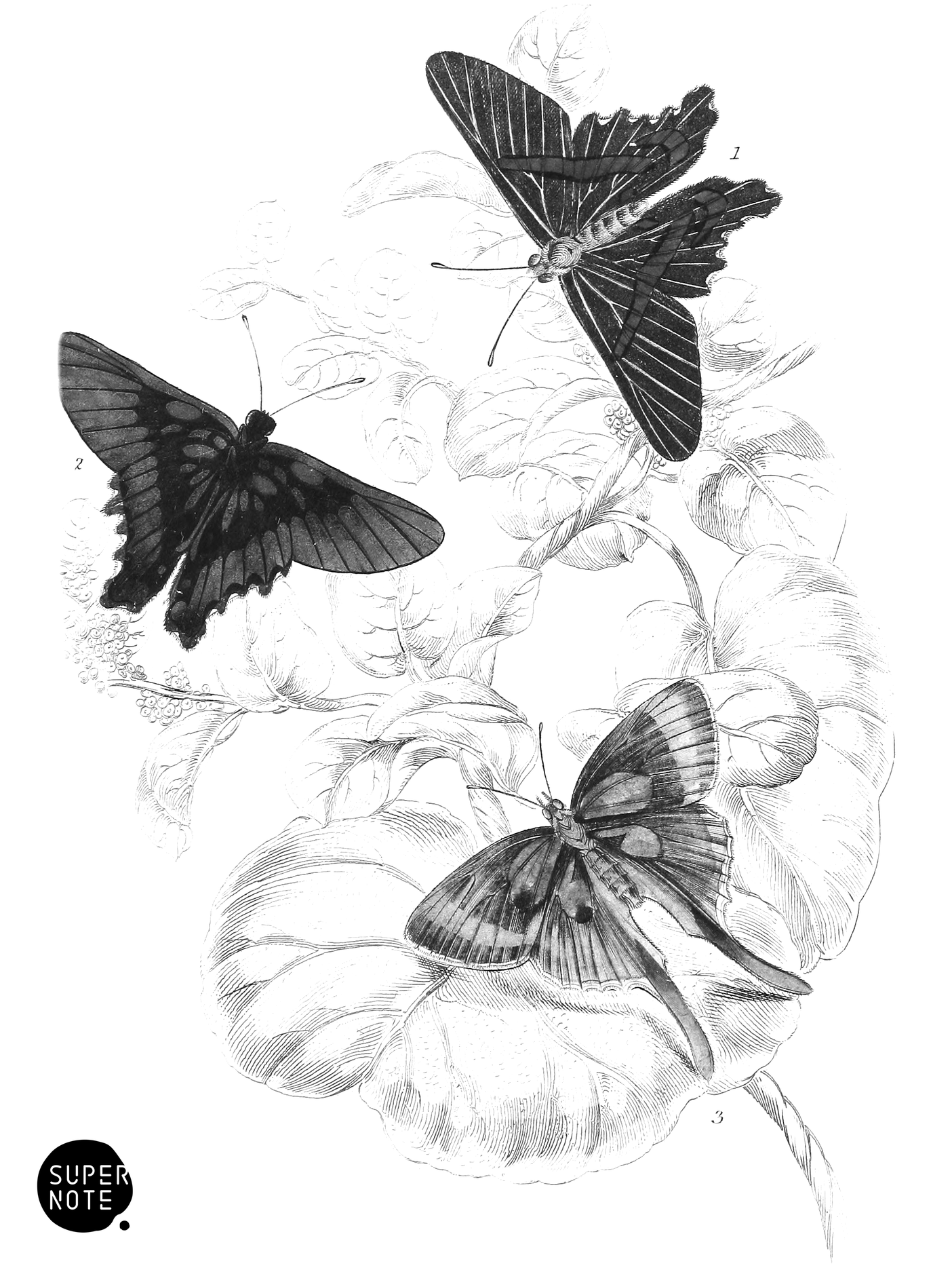 Erycina Melibæus & Loxura Alcides (vol-18 plate-25).png