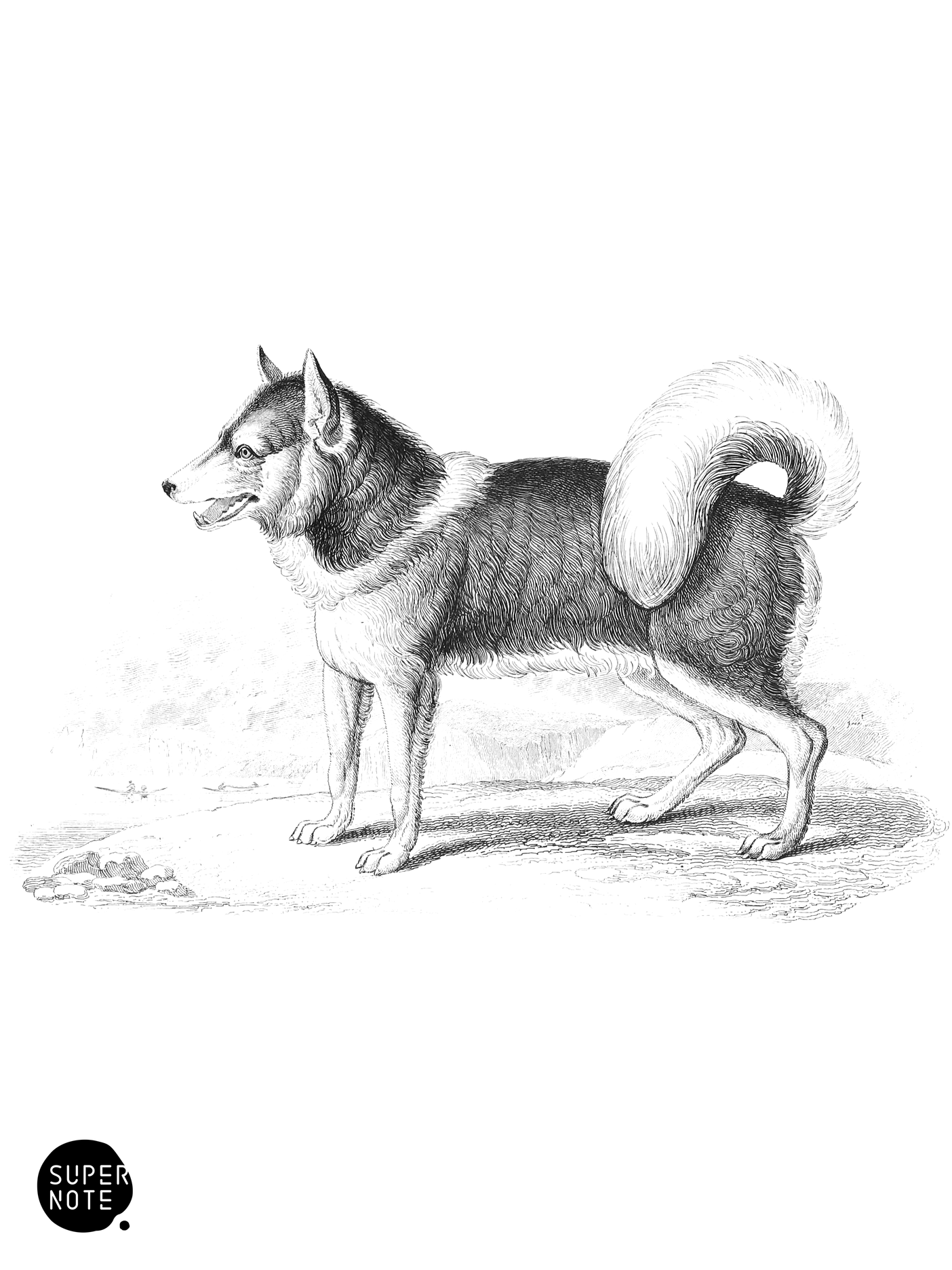 Esquimaux Dog (vol-28 plate-2).png