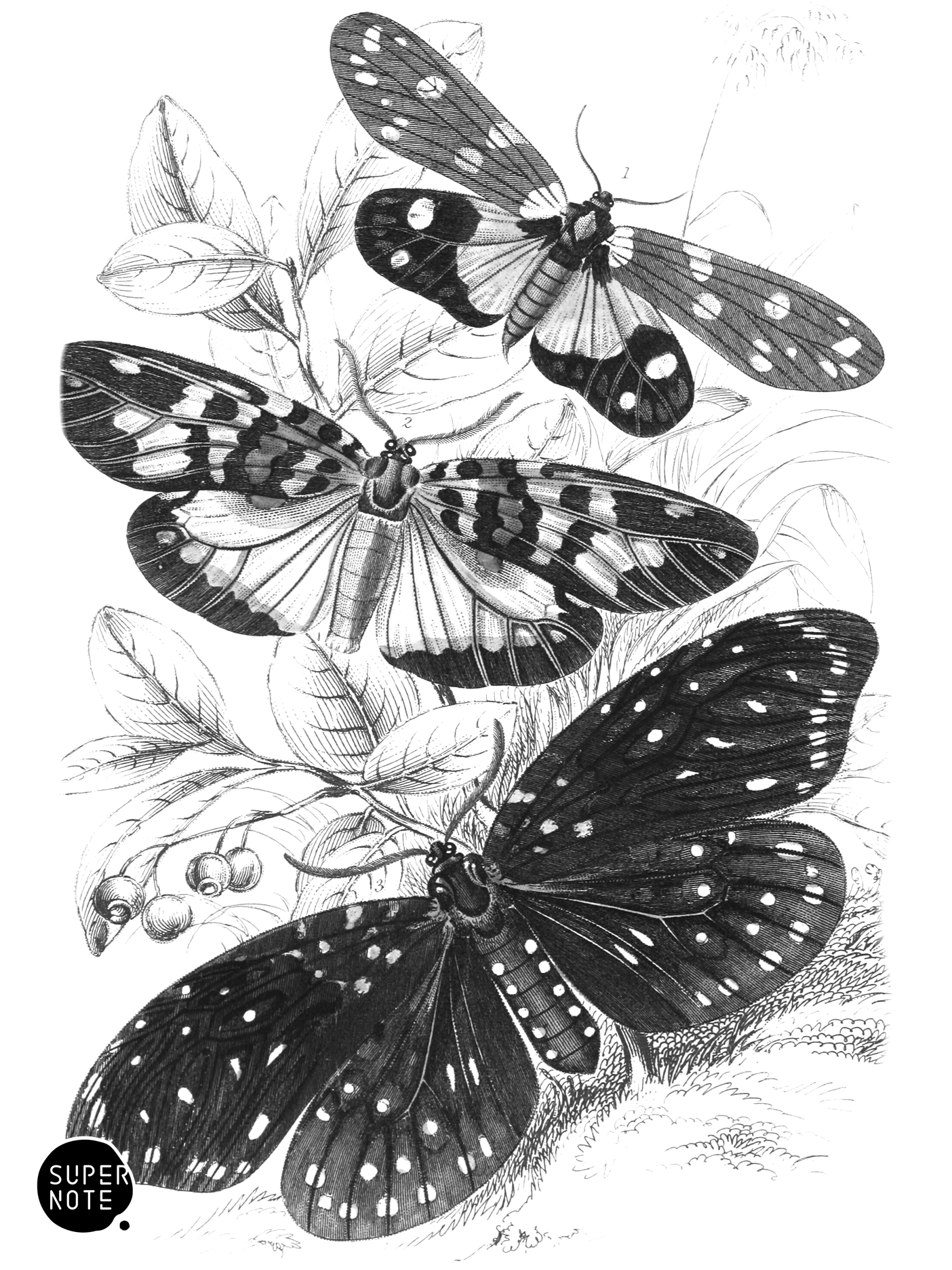 Eterusia Tricolor, Erasmia Pulchella & Amesia Sanguiflua (vol-33 plate-3).png