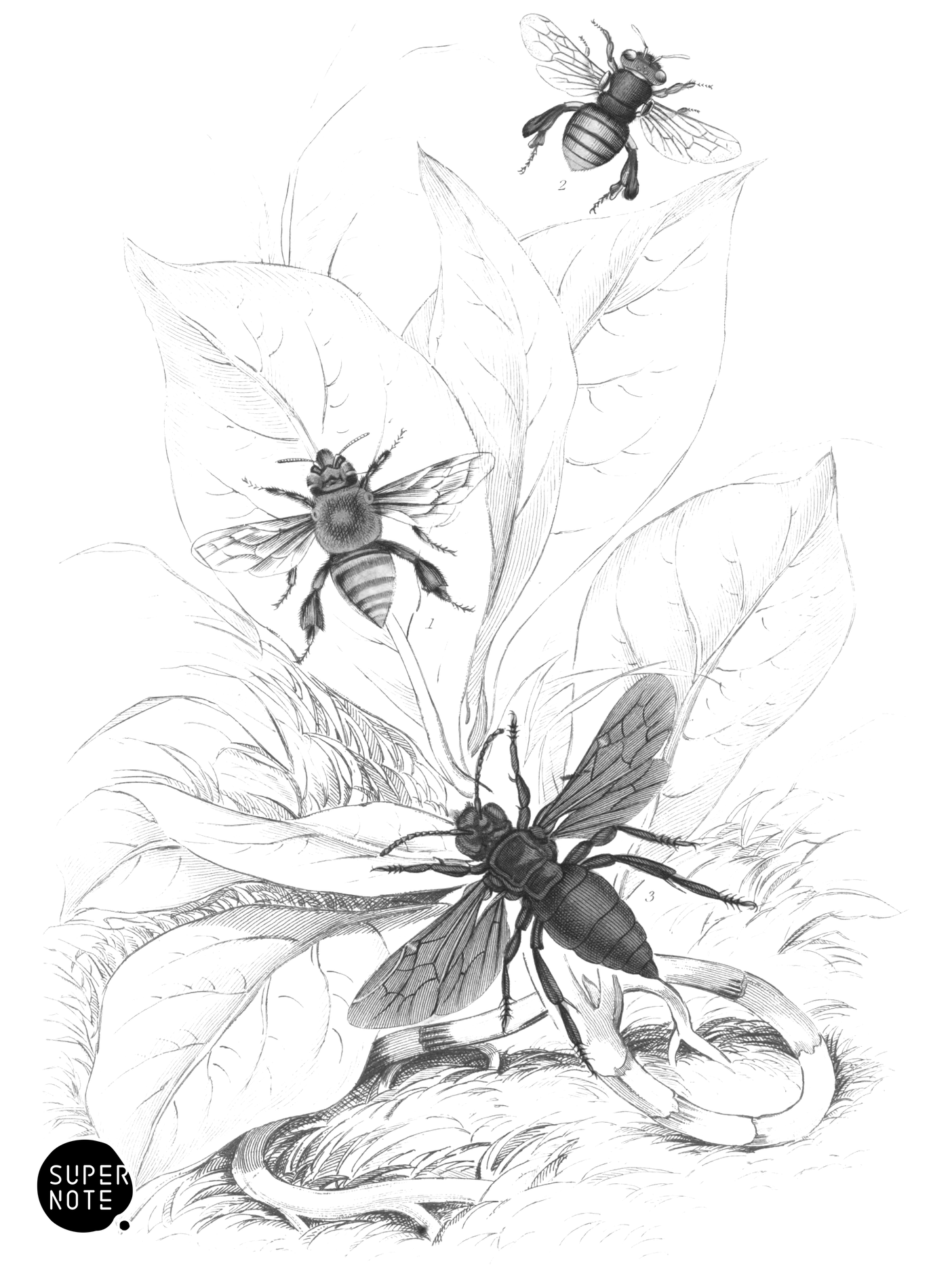 Euglossa Surinamensis, E. Analis & Aglaé Caerulea (vol-26 plate-19).png