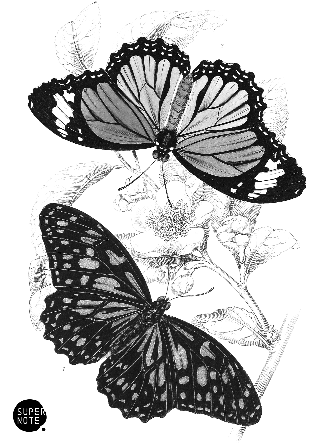 Euplœa Limniace & E. Plexippe (vol-18 plate-9).png