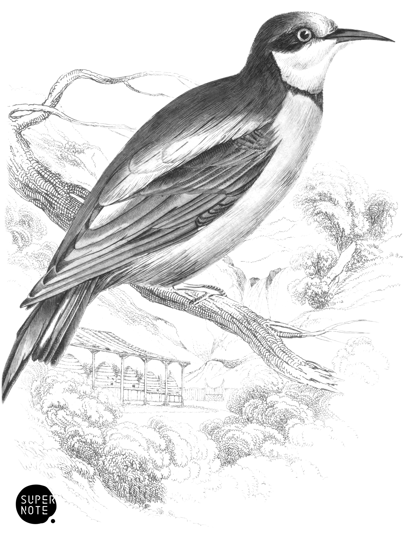 European Bee-Eater (vol-26 plate-30).png