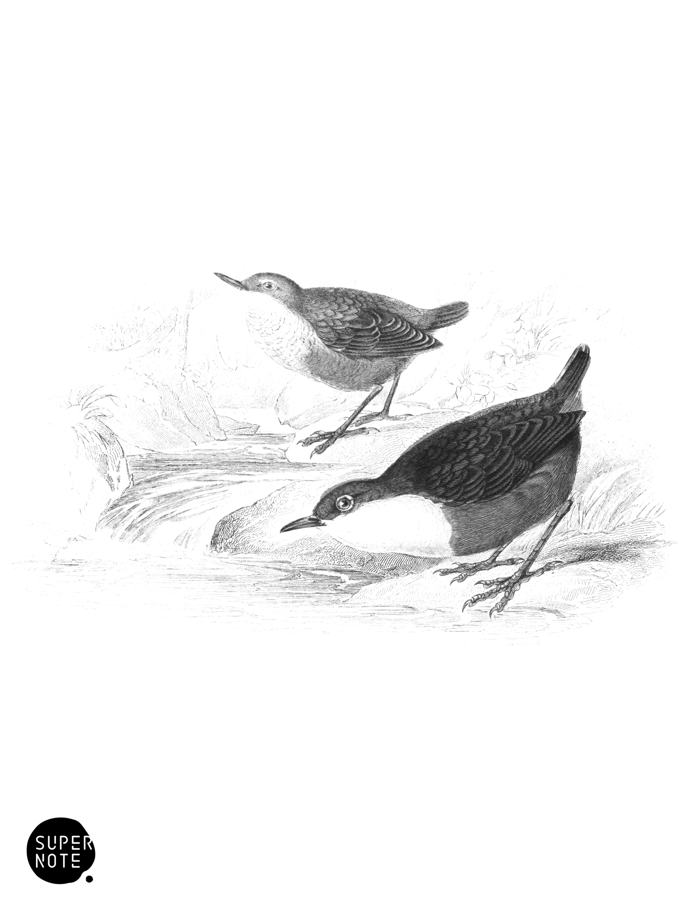 European Dipper (vol-24 plate-2).png