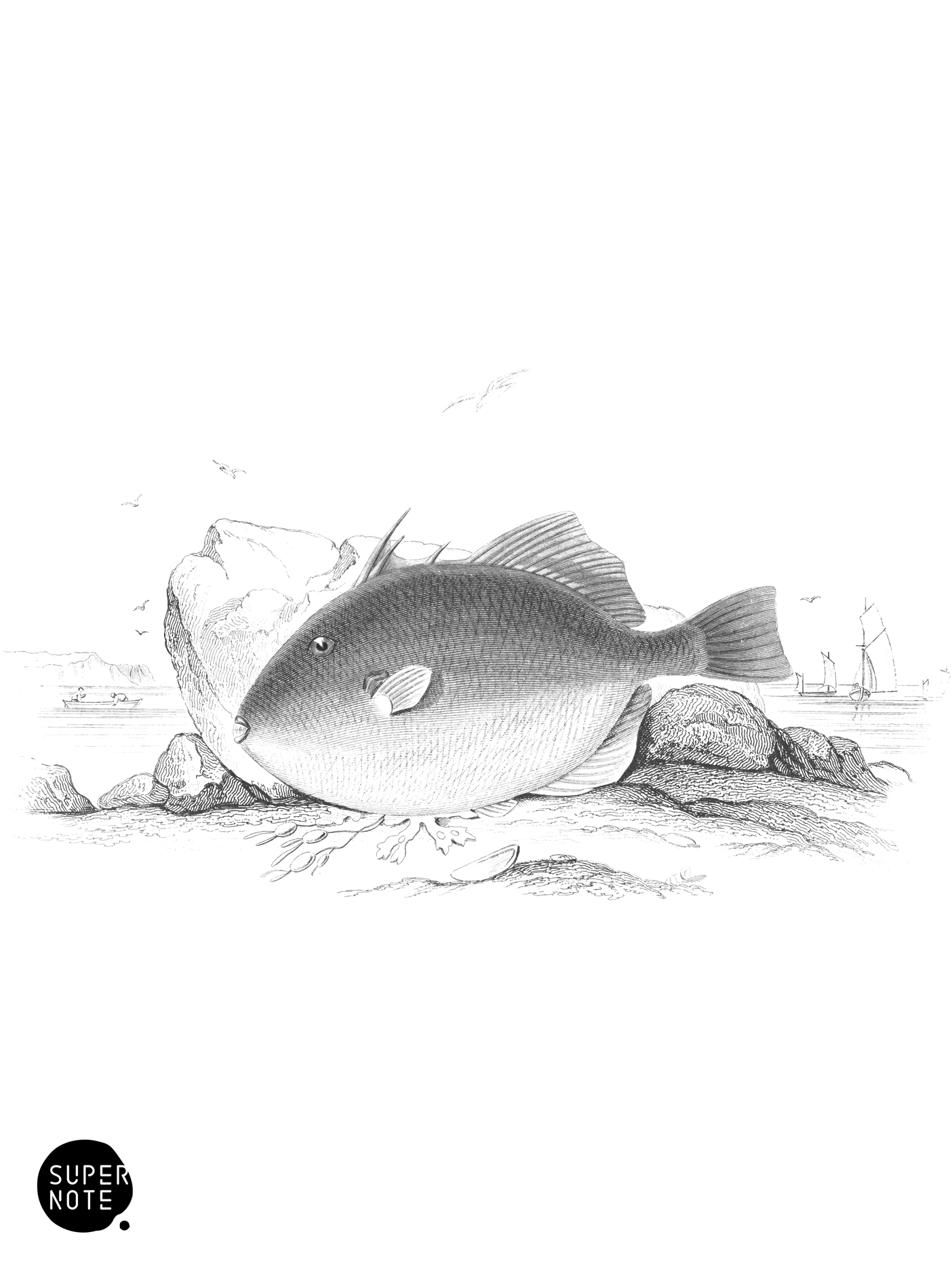 European File-Fish (vol-39 plate-21).png