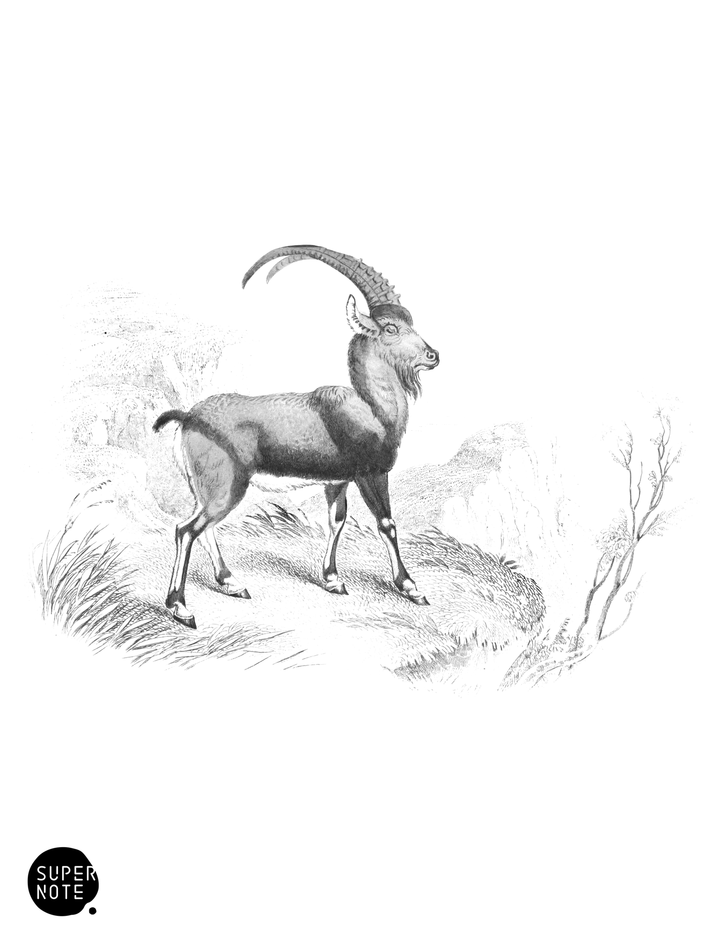 European Ibex (vol-12 plate-7).png