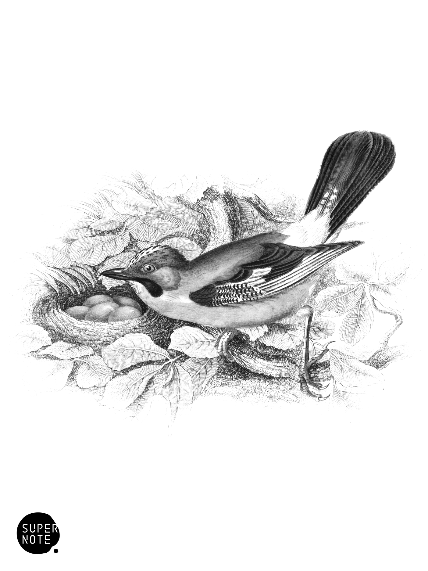 European Jay (vol-24 plate-13).png