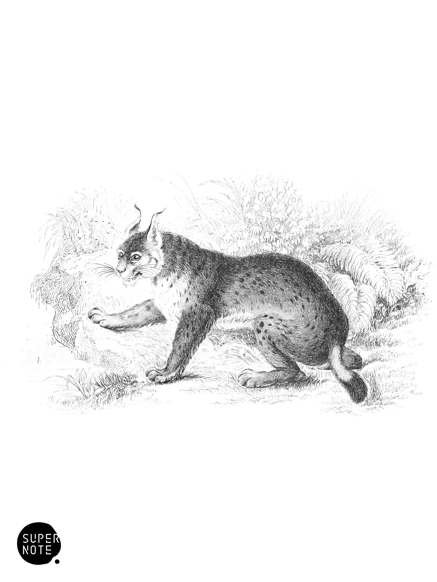 European Lynx (vol-04 plate-34).png
