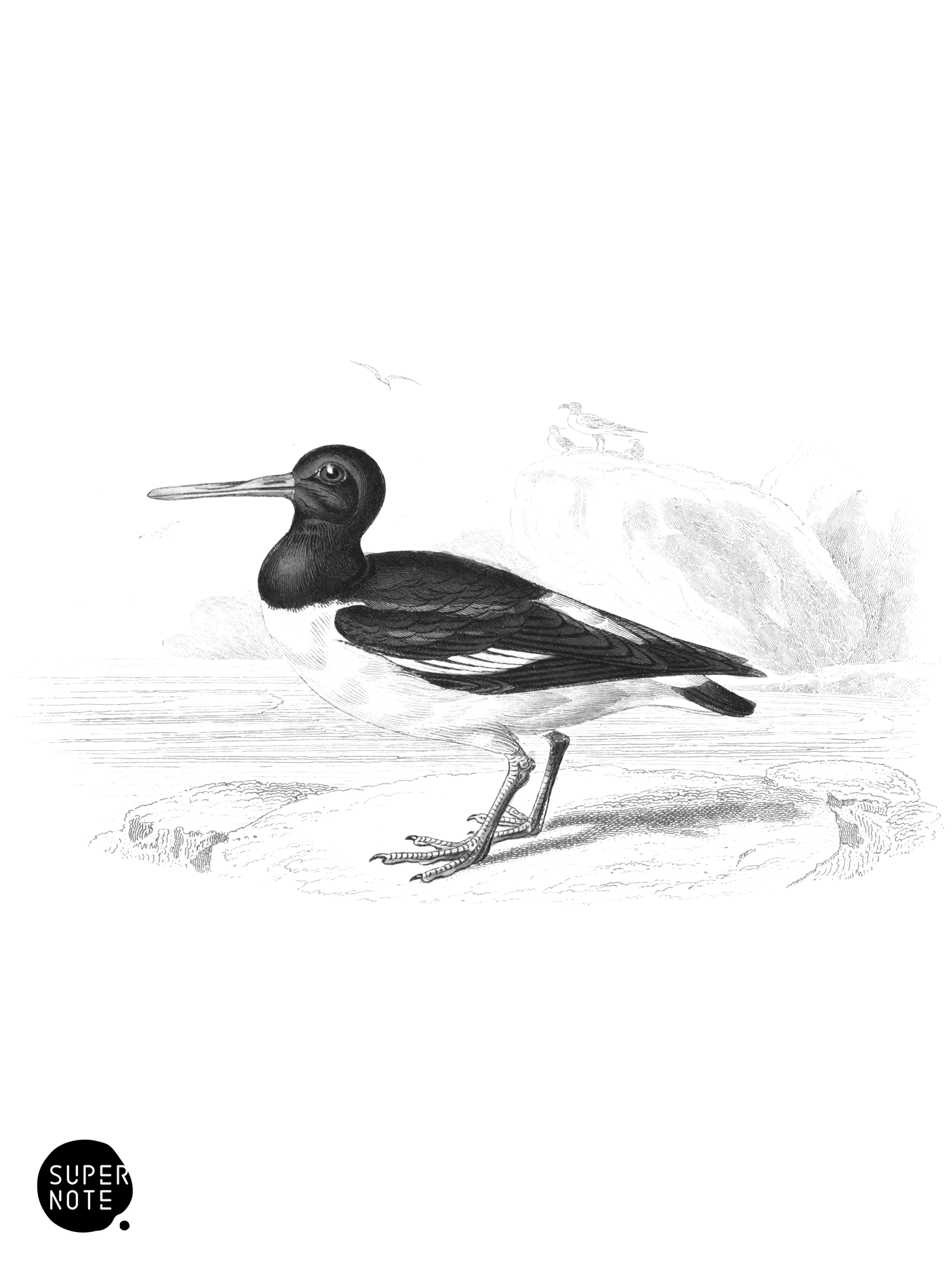 European Oyster Catcher (vol-34 plate-26).png