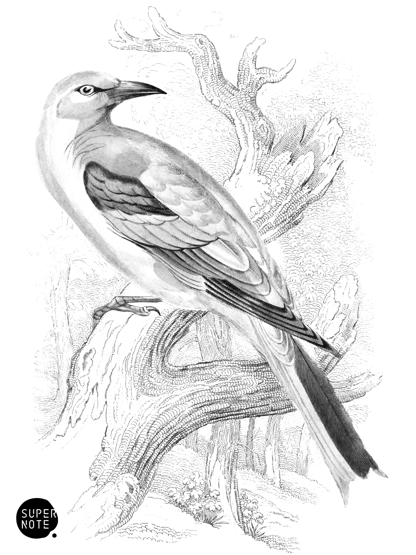 European Roller (vol-24 plate-25).png