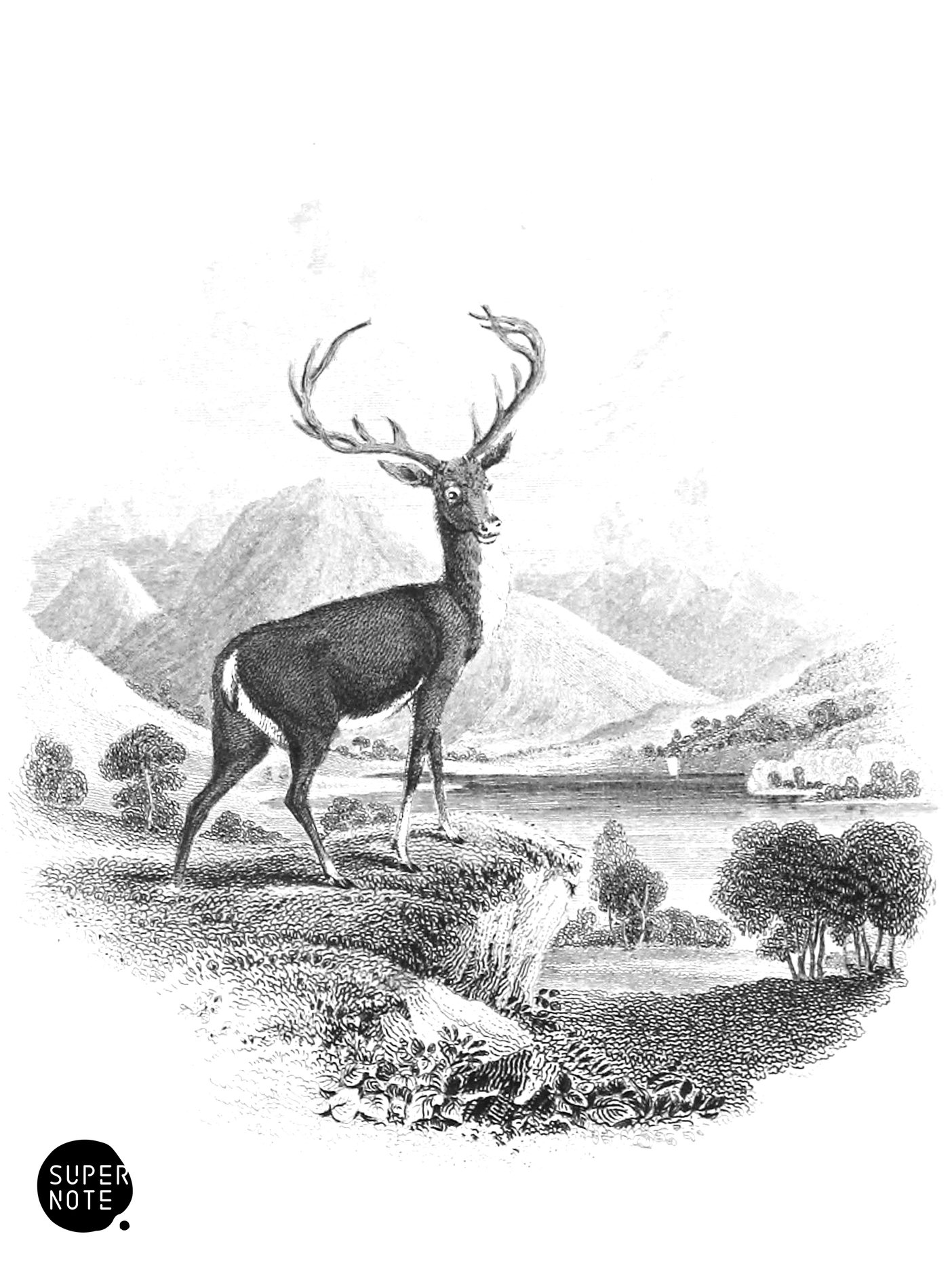 European Stag or Red Deer (vol-11 vignette).png