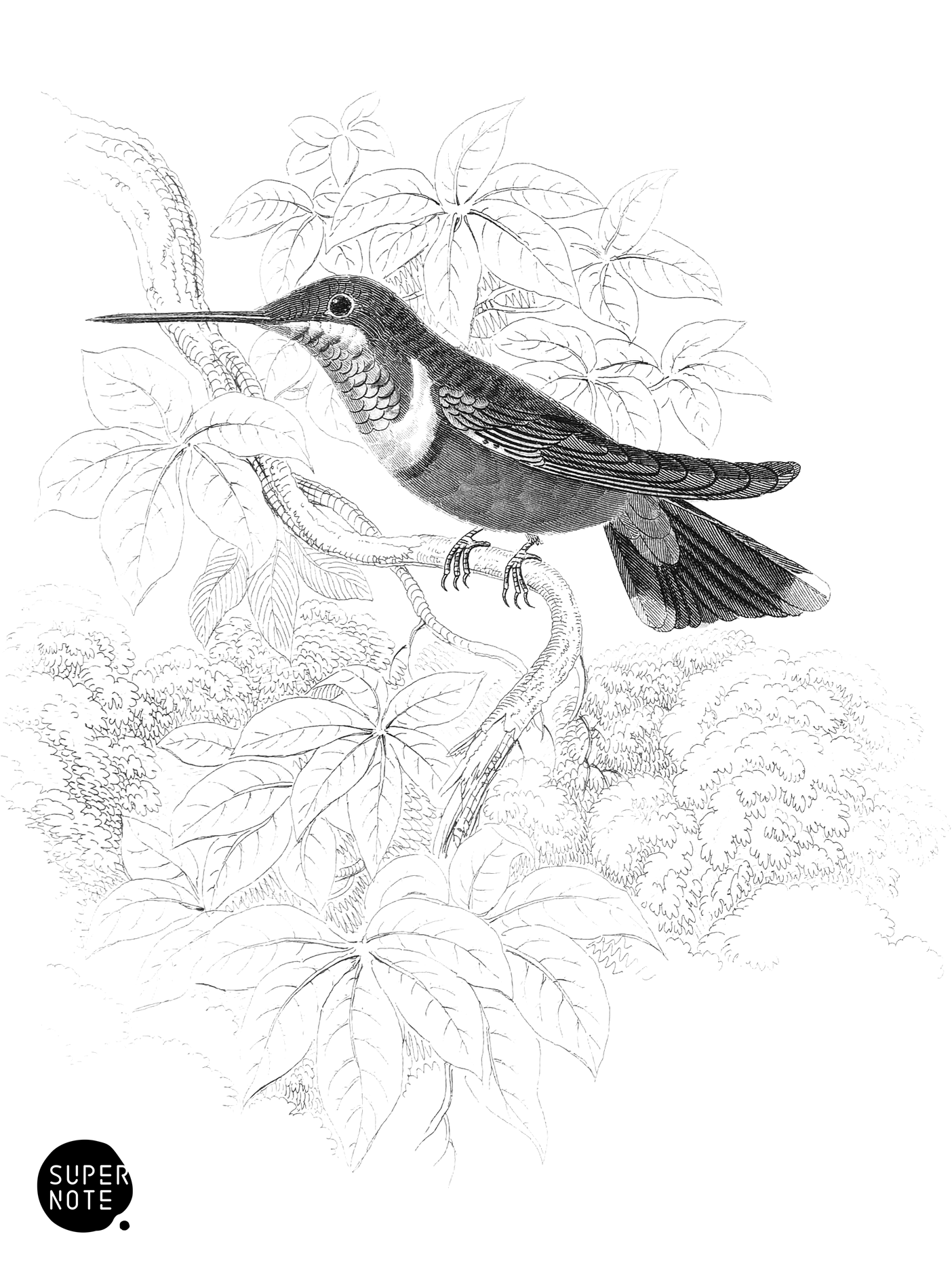 Even-Tailed Amethystine Humming-Bird (vol-03 plate-8).png