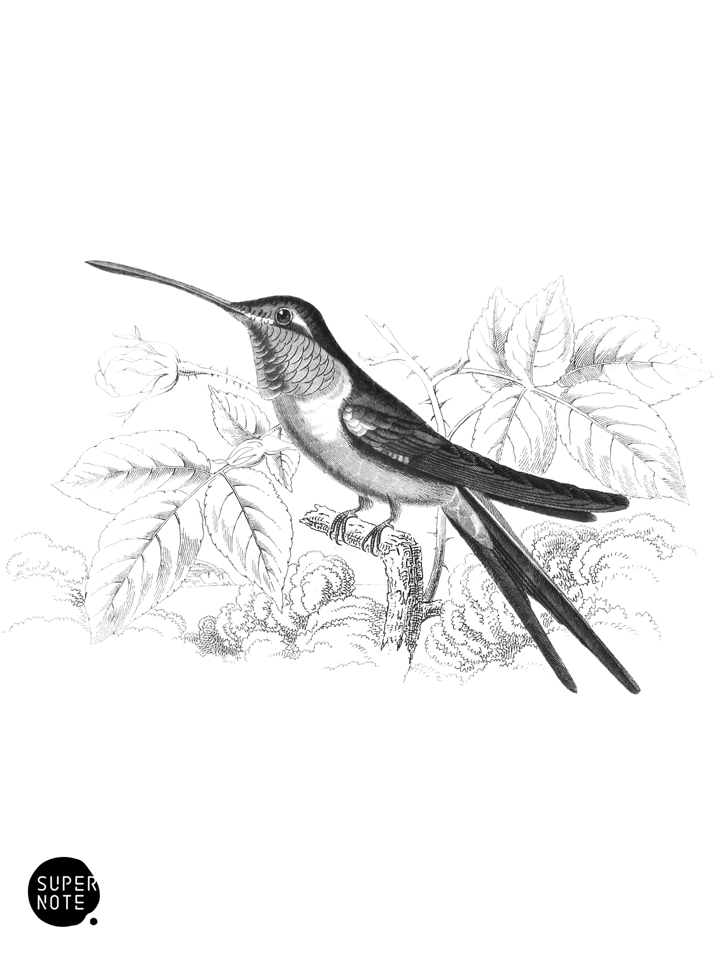 Evening Humming-Bird (vol-01 plate-24).png