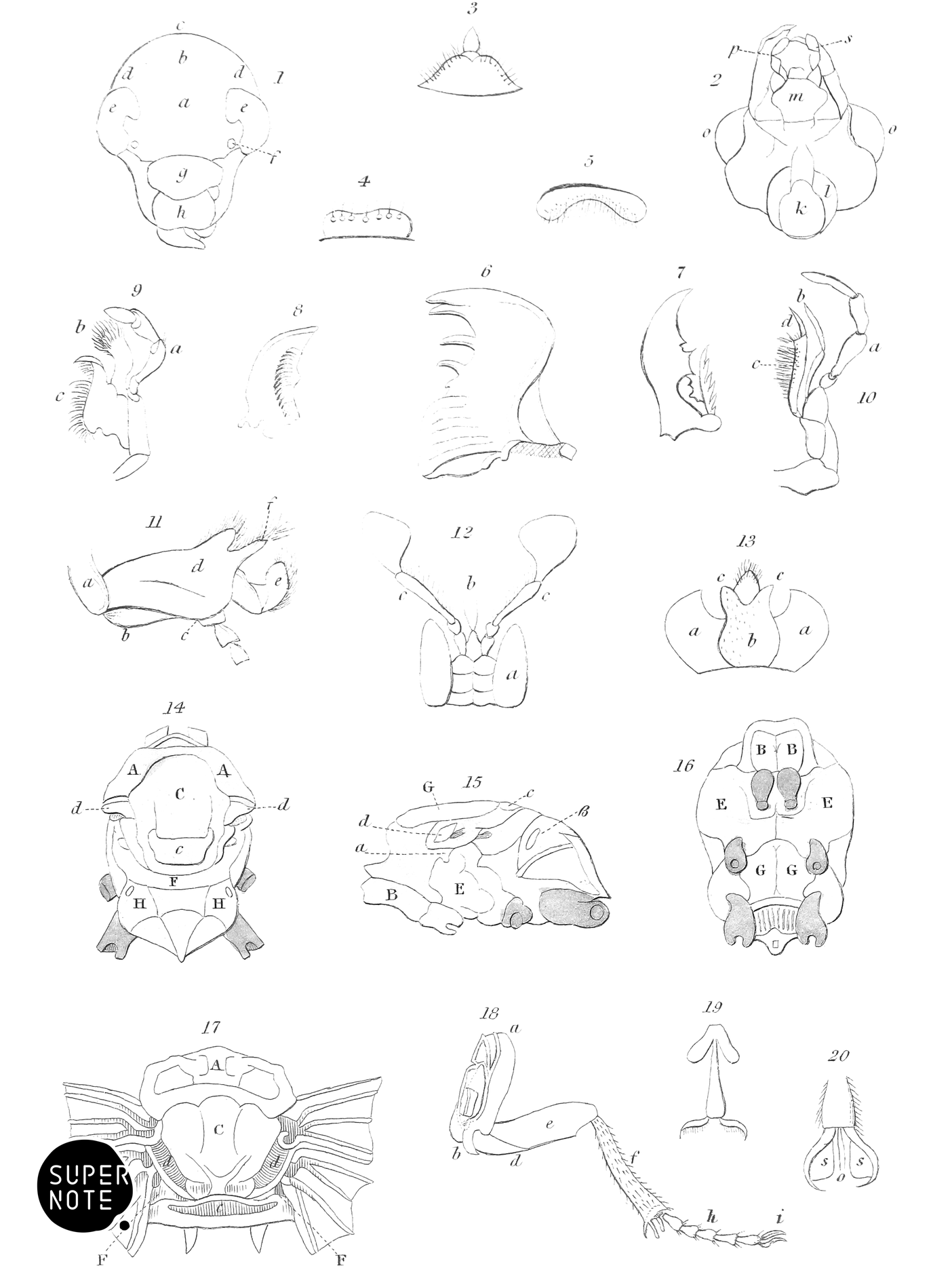 External Anatomy of Insects (vol-29 plate-1).png