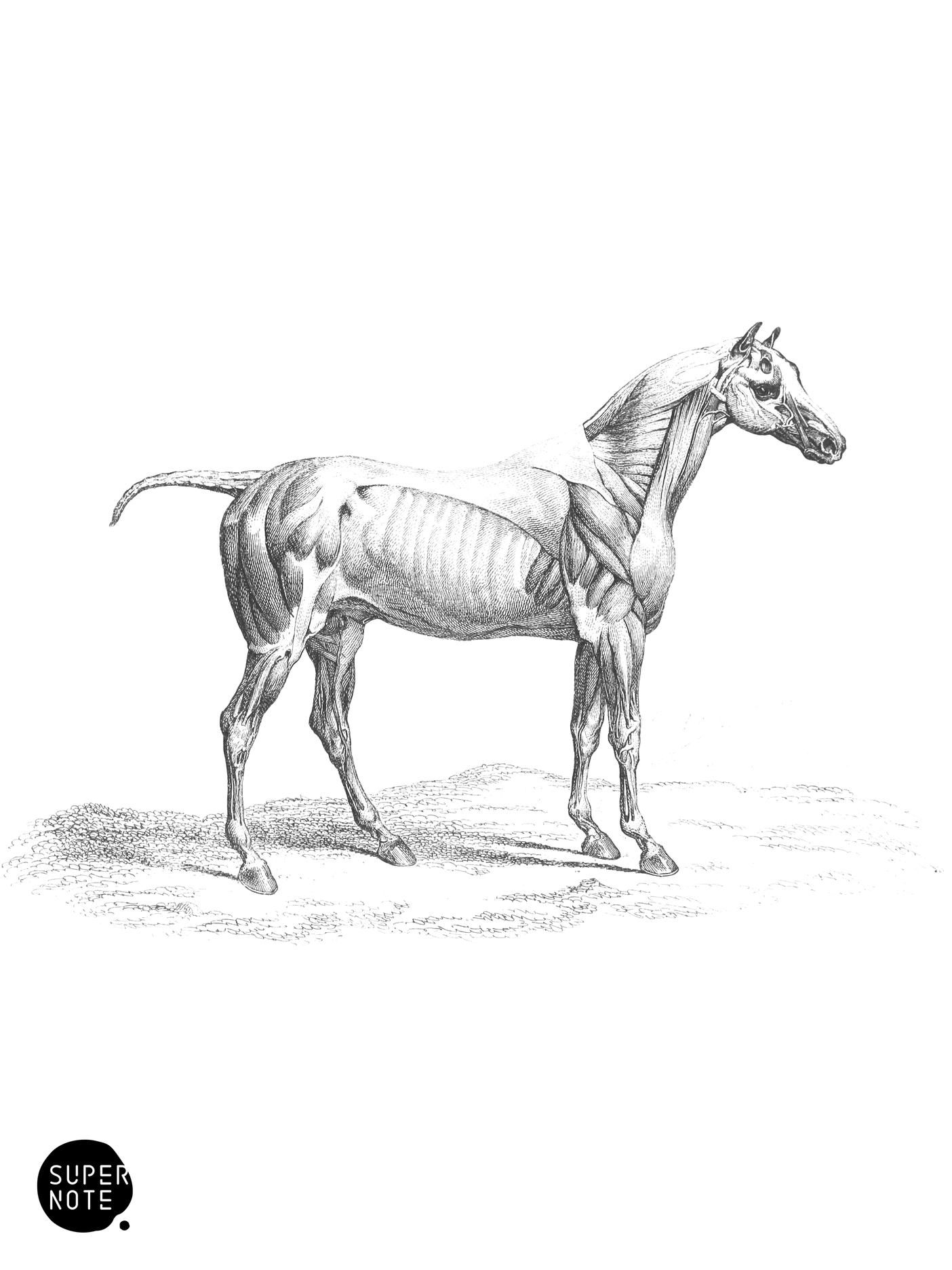 External Muscles of the Horse (vol-31 plate-2).png