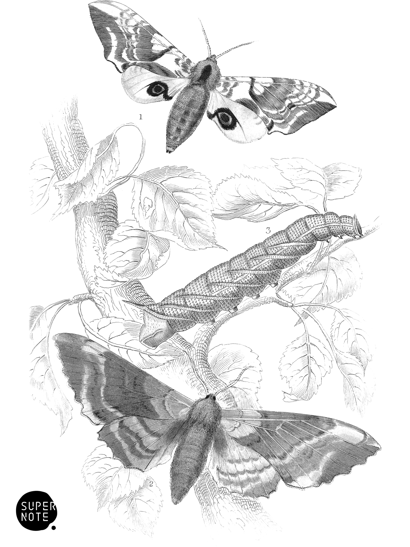 Eyed & Poplar Hawk-Moths (vol-14 plate-3).png