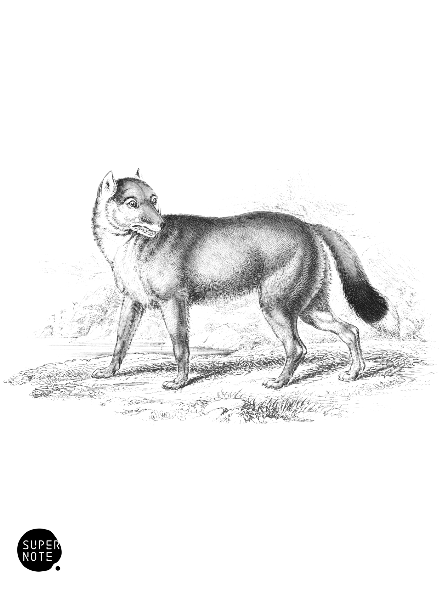 Falkland Island Aguara Dog (vol-25 plate-23).png
