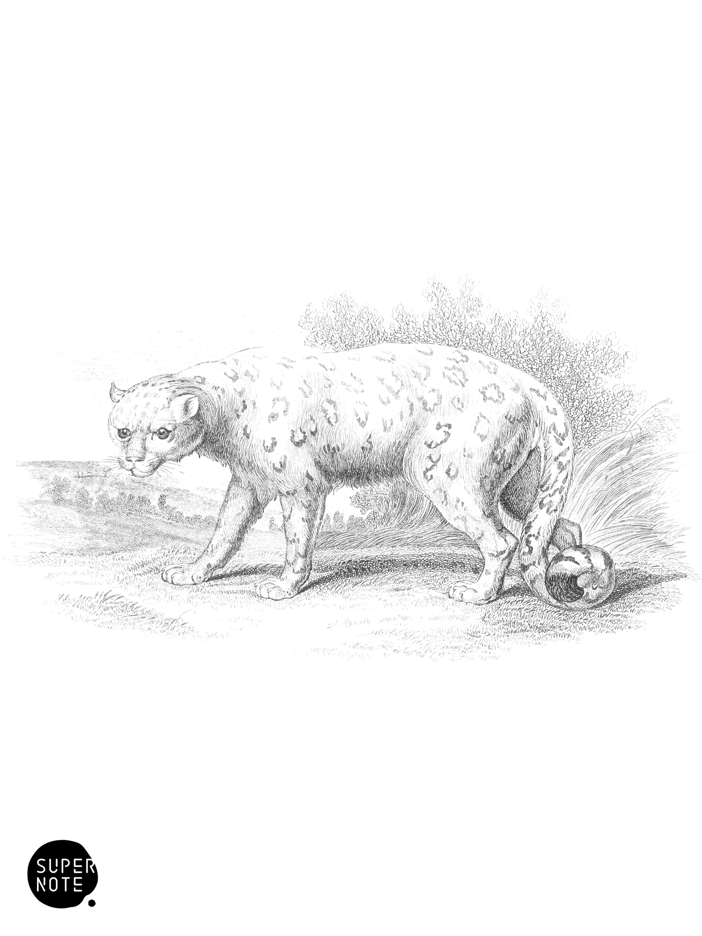 Felis uncia (vol-35 plate-12).png